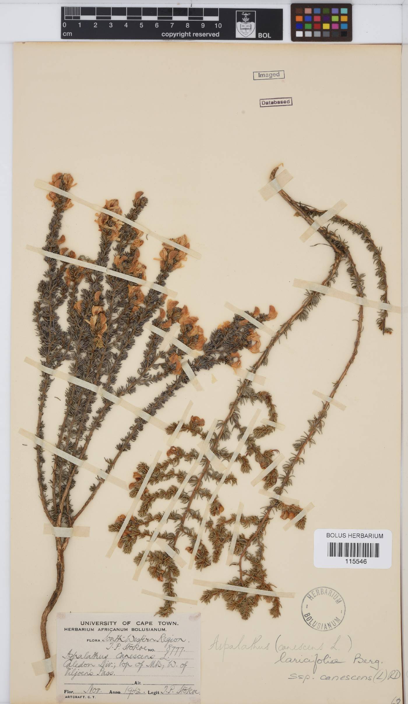 Aspalathus laricifolia image