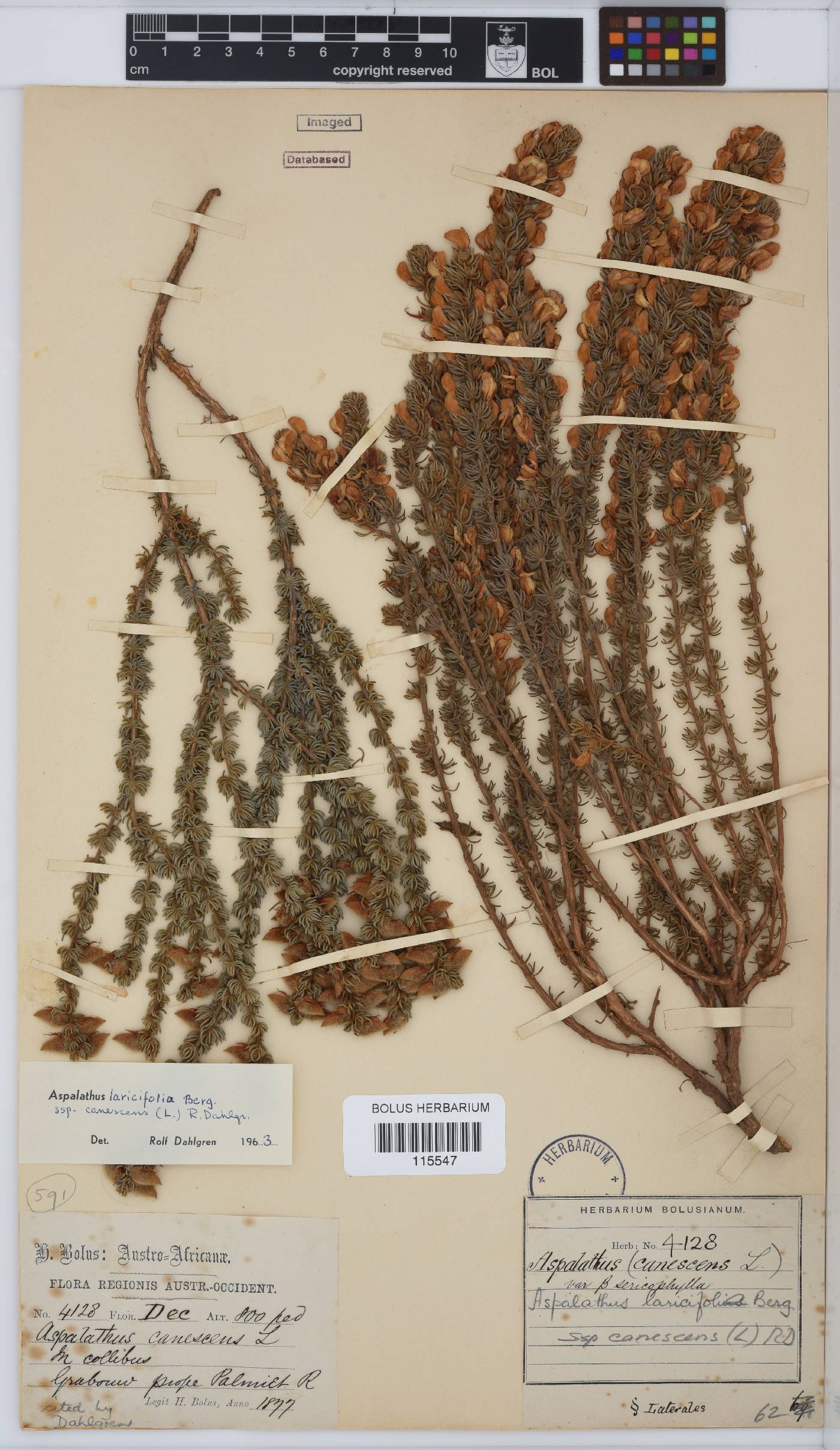 Aspalathus laricifolia subsp. canescens image