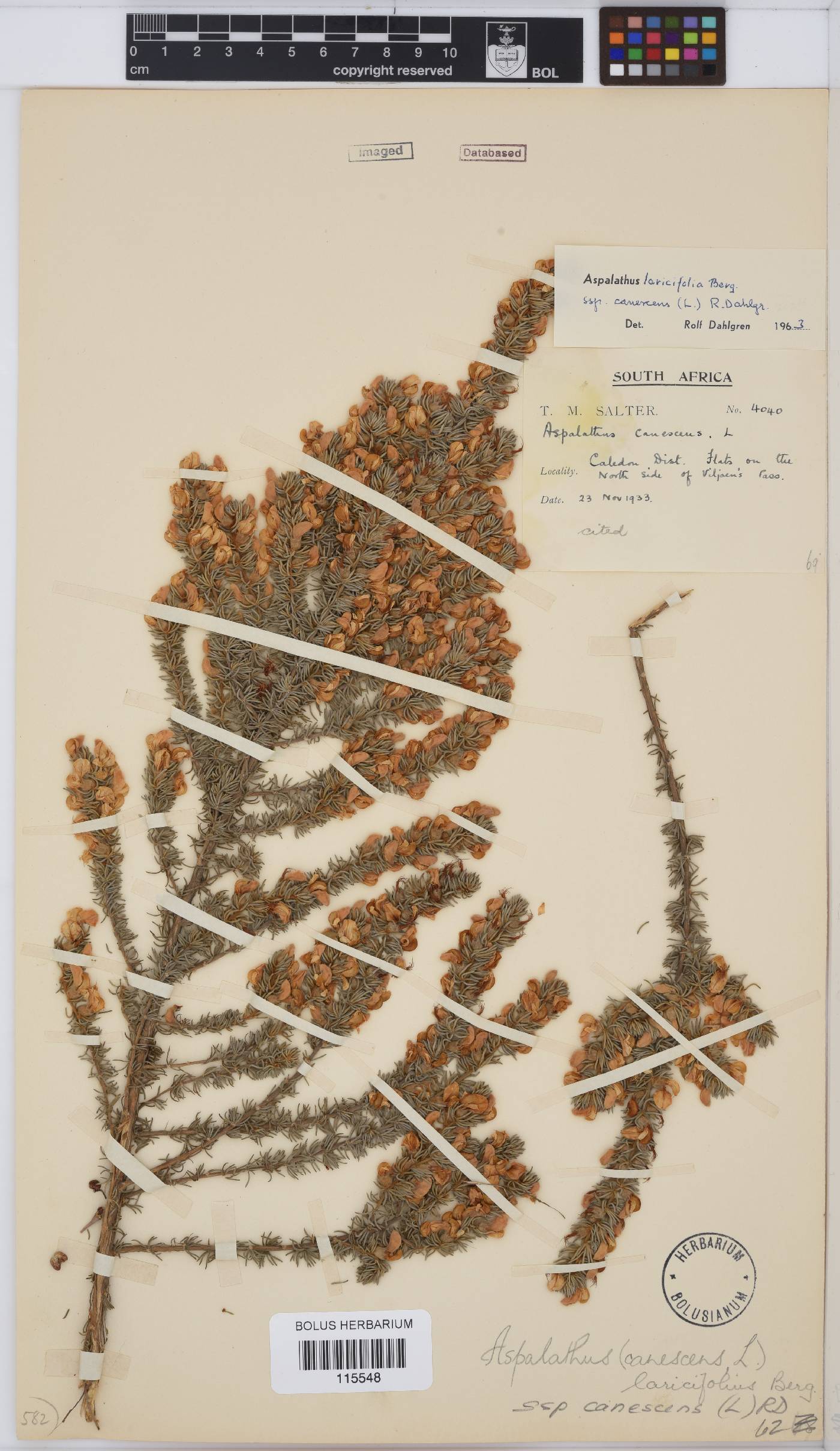 Aspalathus laricifolia subsp. canescens image