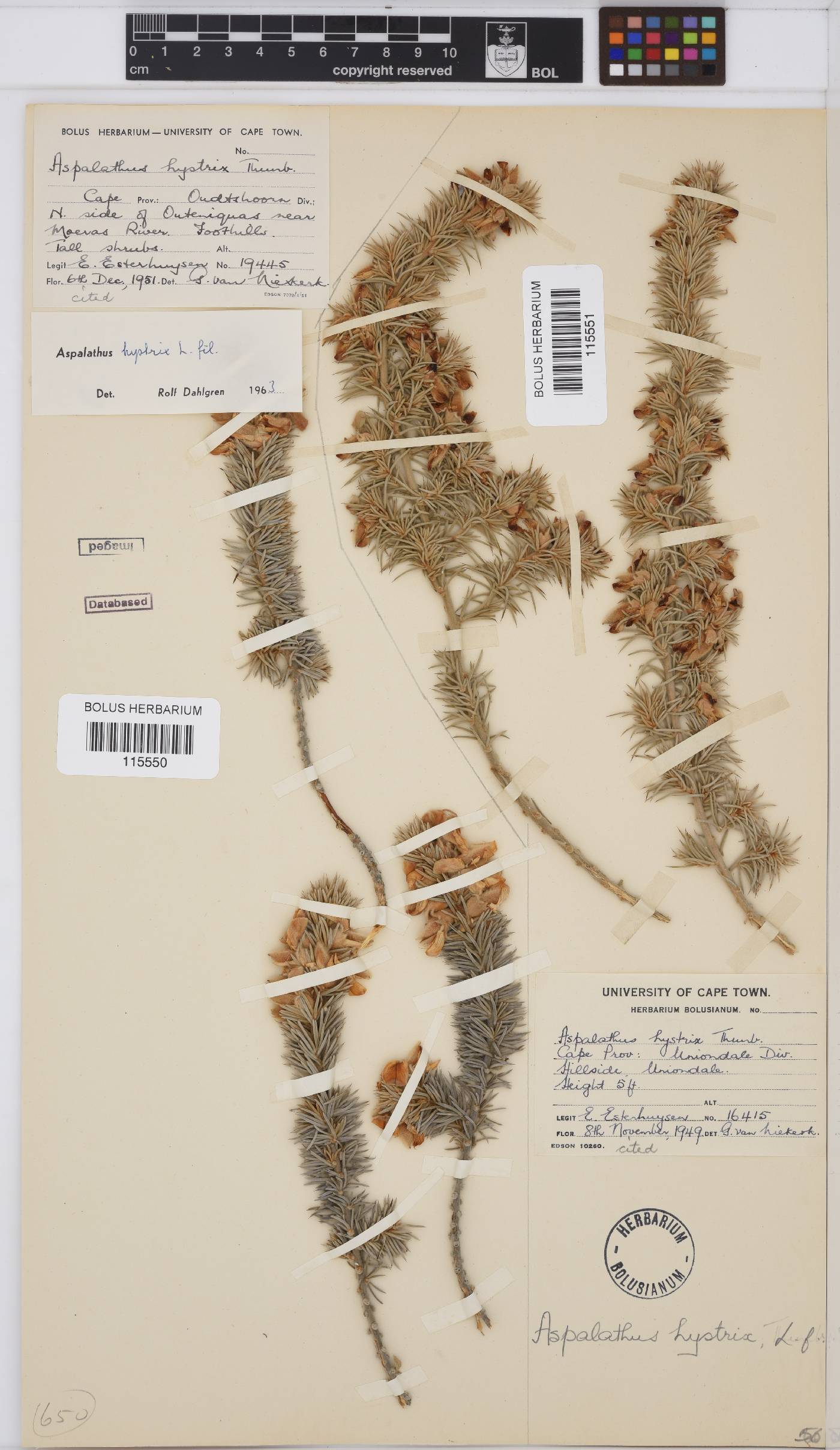 Aspalathus hystrix image