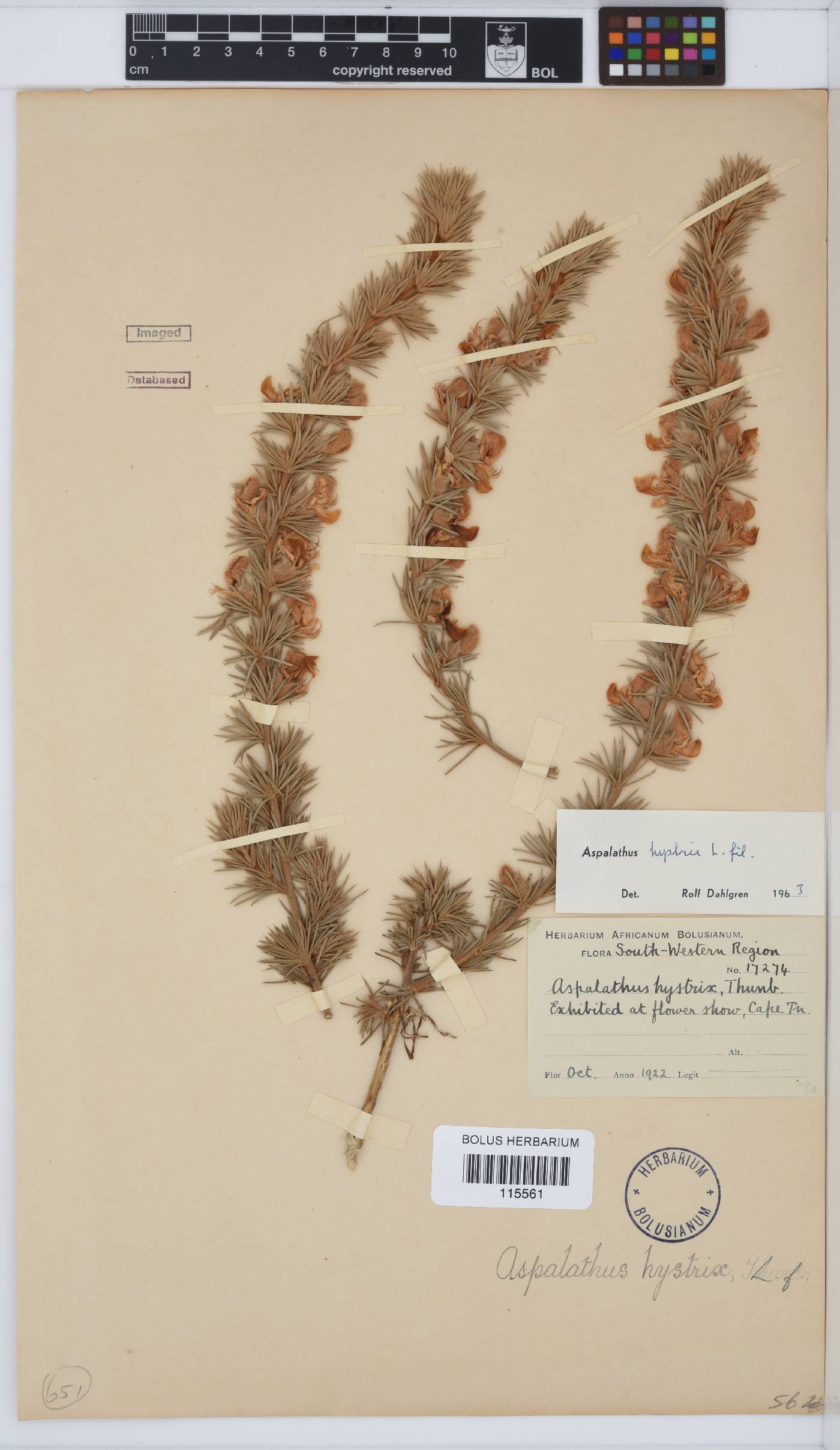 Aspalathus hystrix image