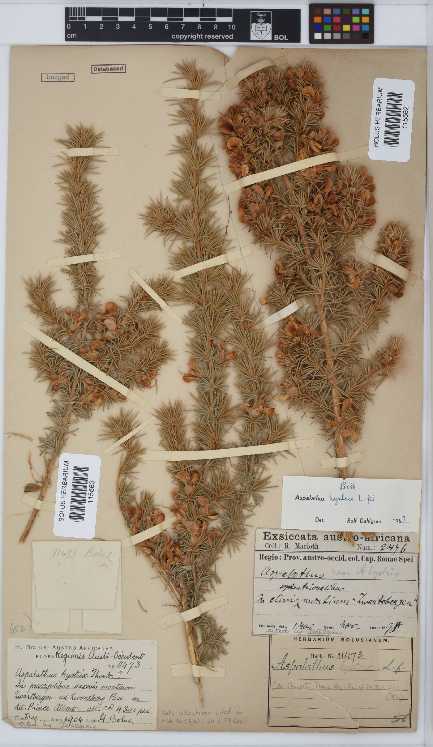 Aspalathus hystrix image