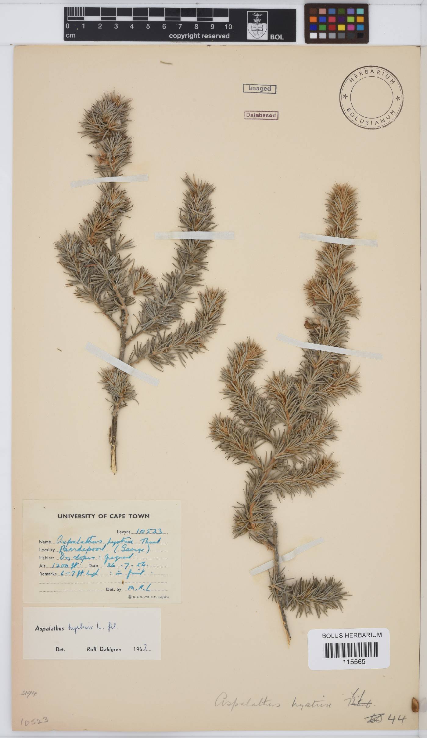 Aspalathus hystrix image