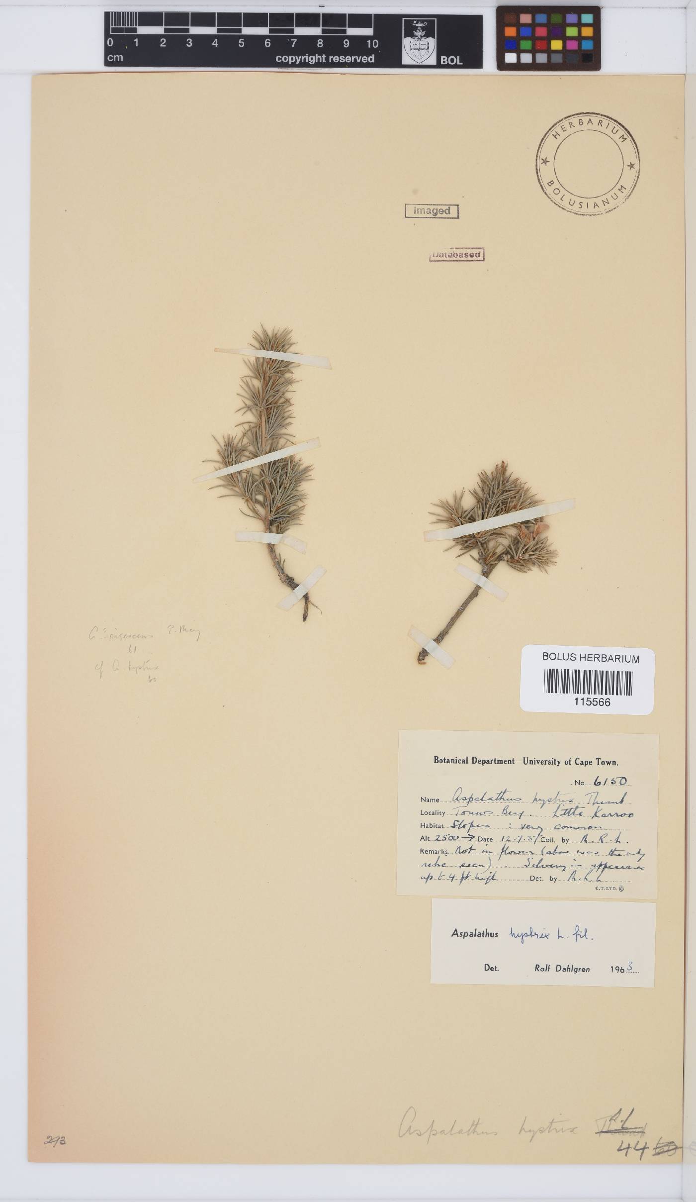 Aspalathus hystrix image
