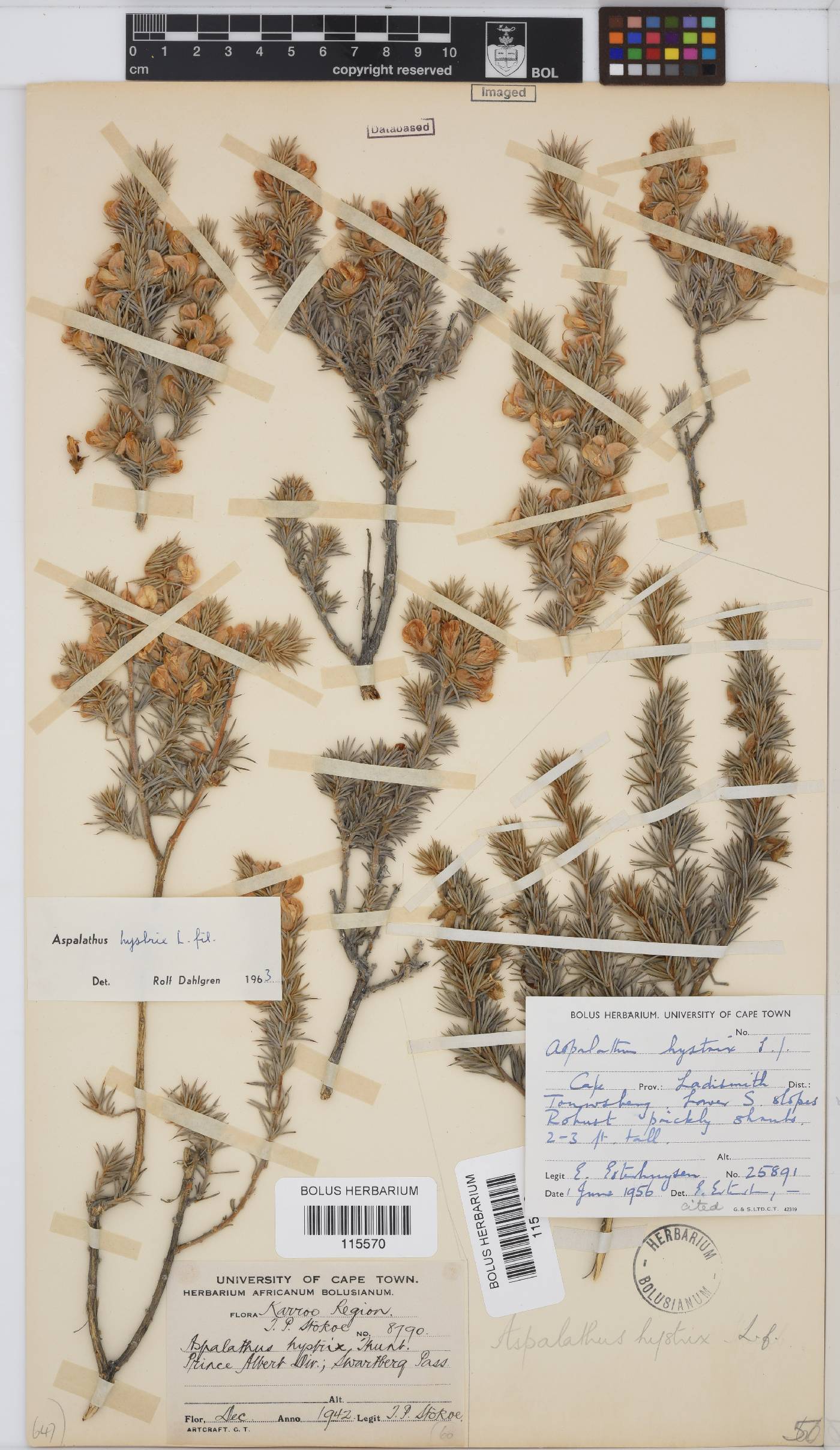Aspalathus hystrix image