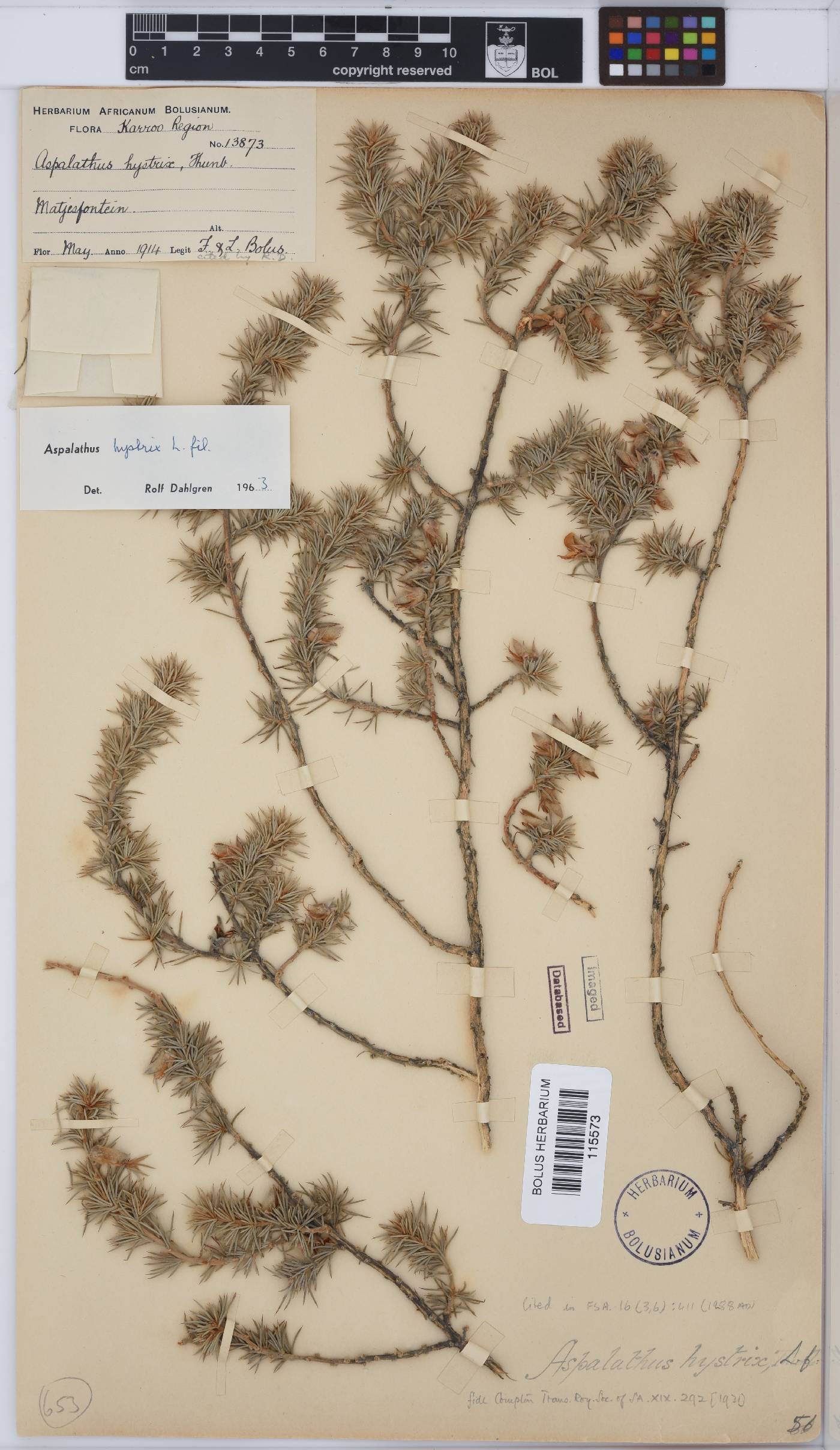 Aspalathus hystrix image