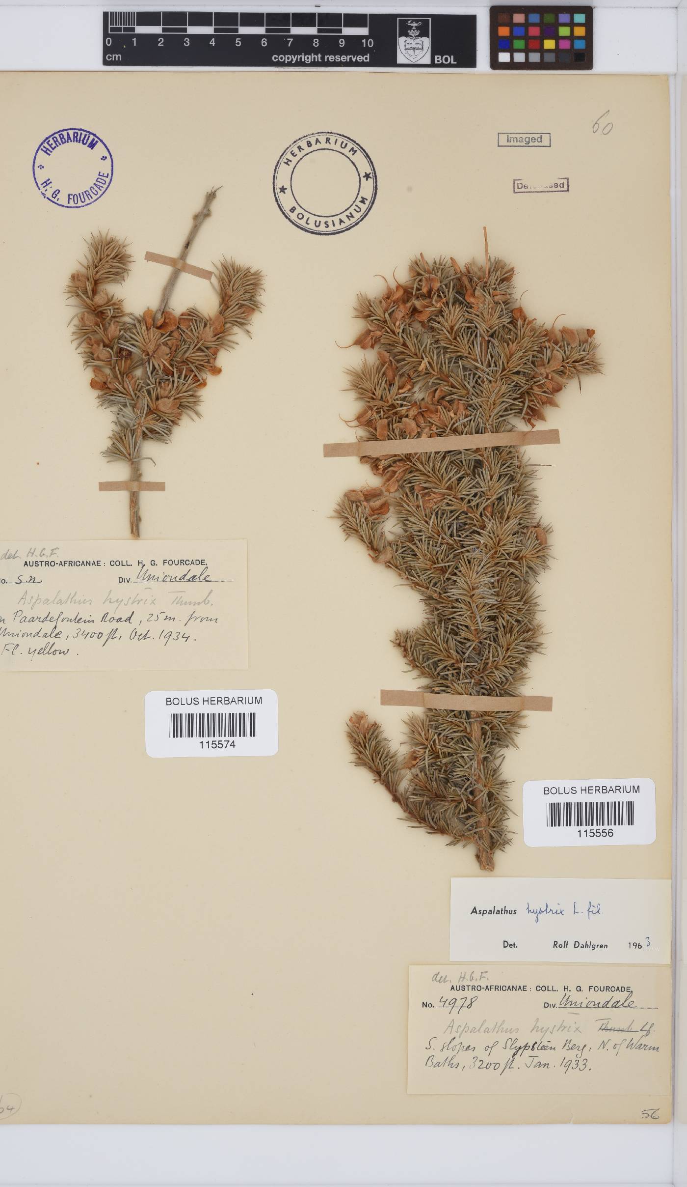 Aspalathus hystrix image