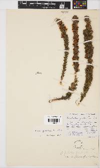 Aspalathus shawii subsp. longispica image