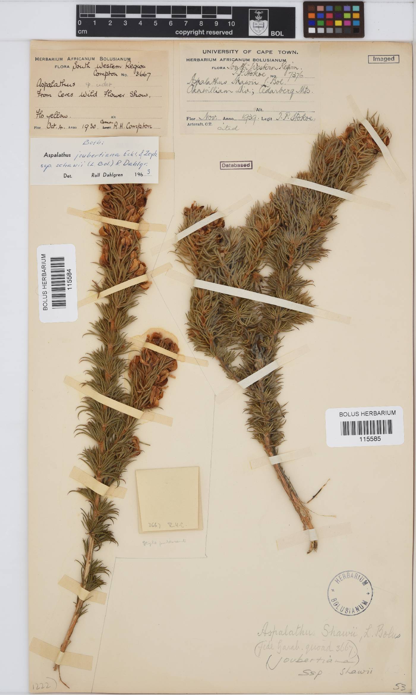 Aspalathus shawii image