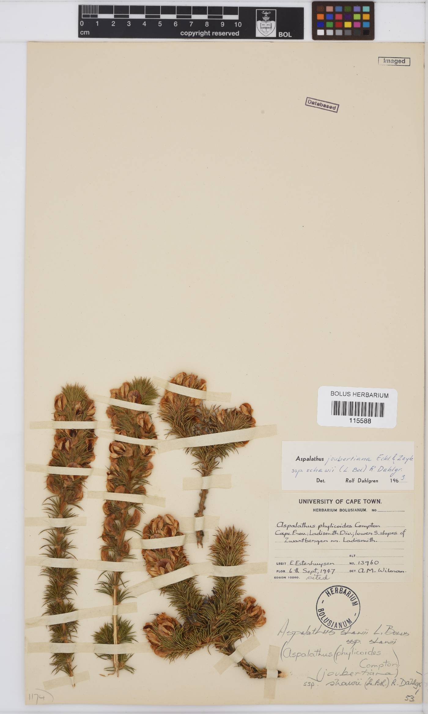 Aspalathus shawii image