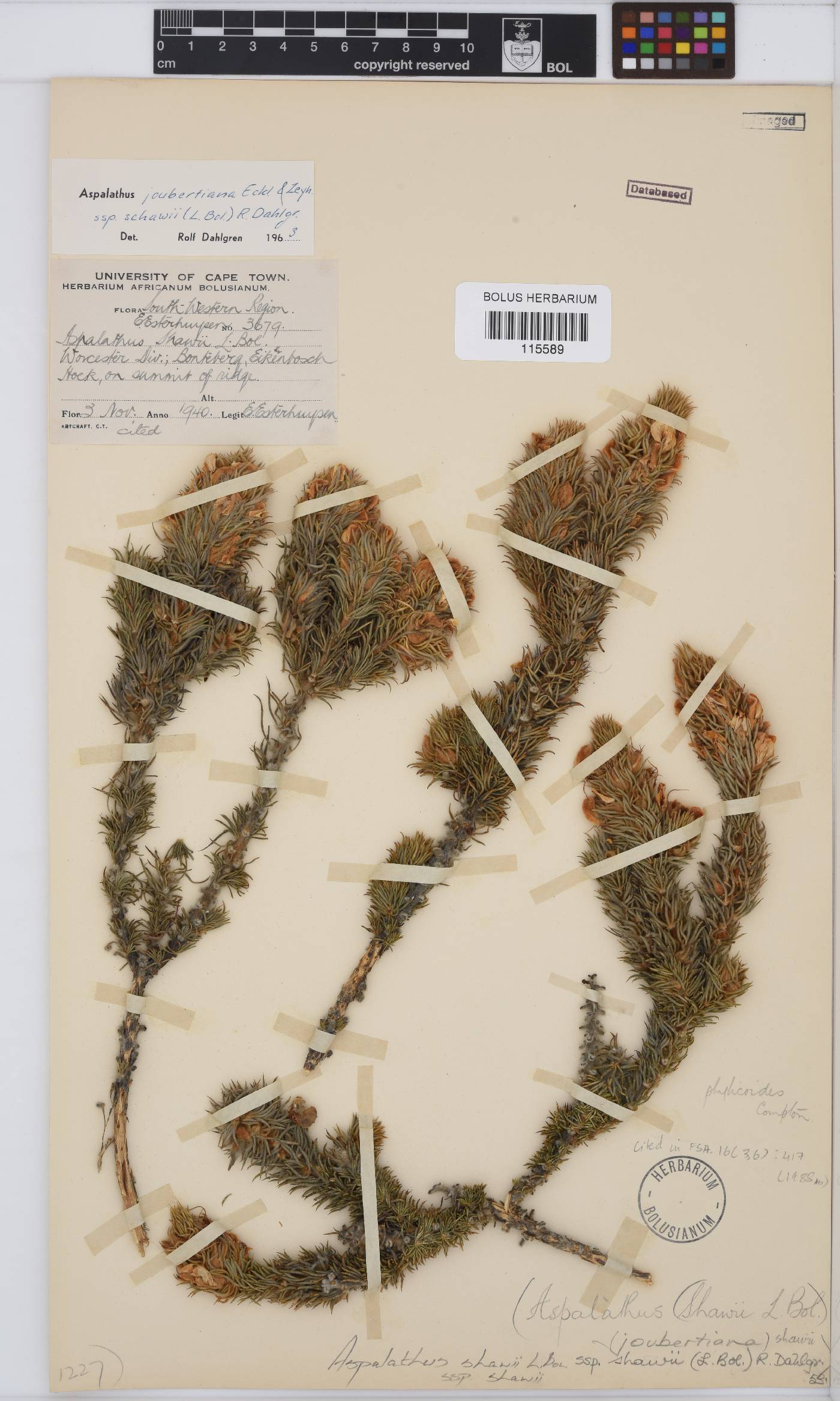 Aspalathus shawii subsp. shawii image
