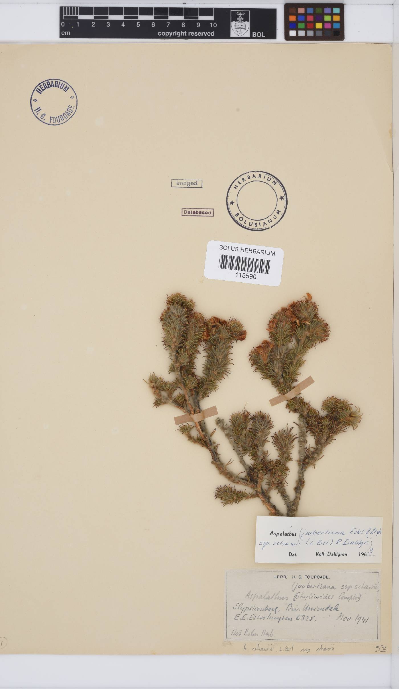 Aspalathus shawii image