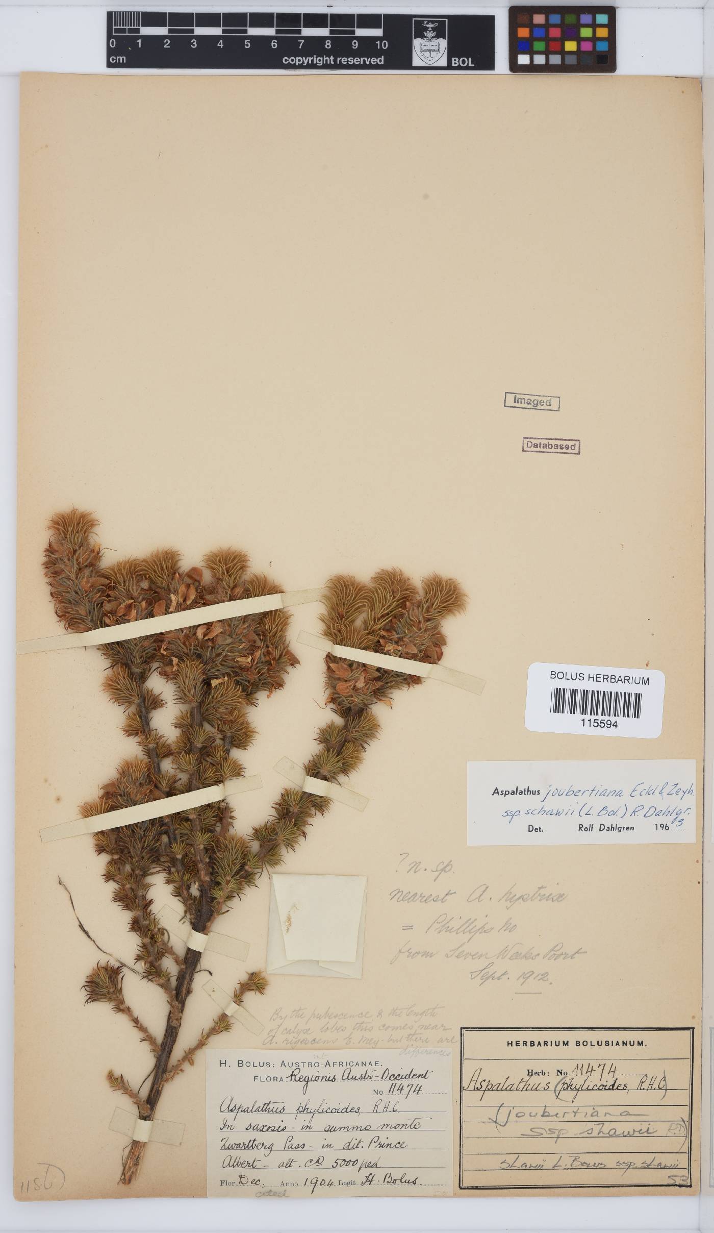 Aspalathus shawii image