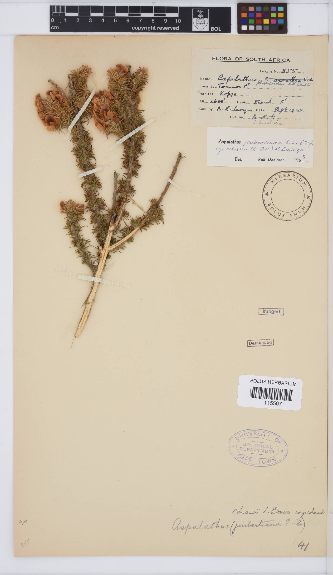 Aspalathus shawii subsp. shawii image