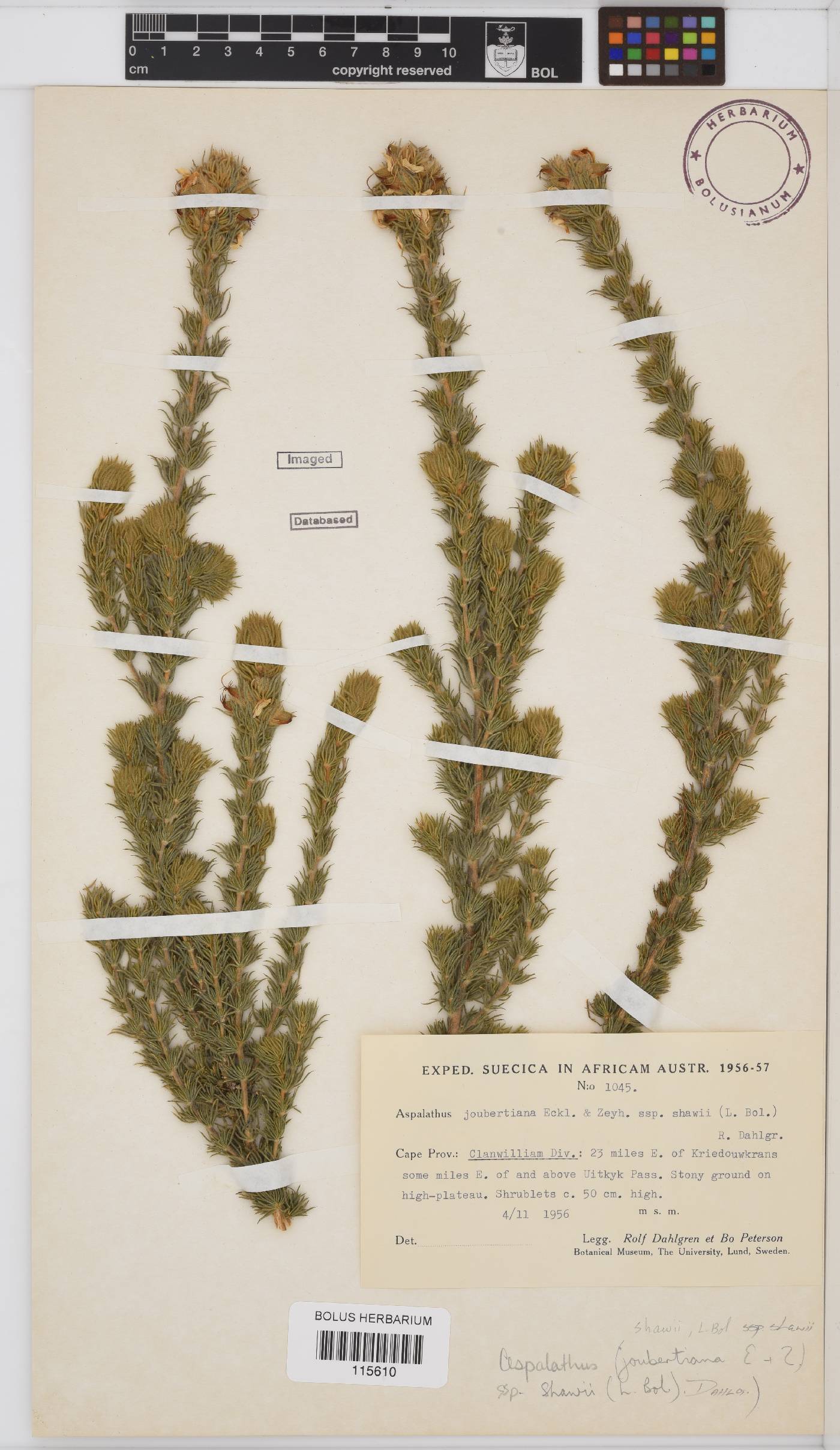 Aspalathus shawii subsp. shawii image
