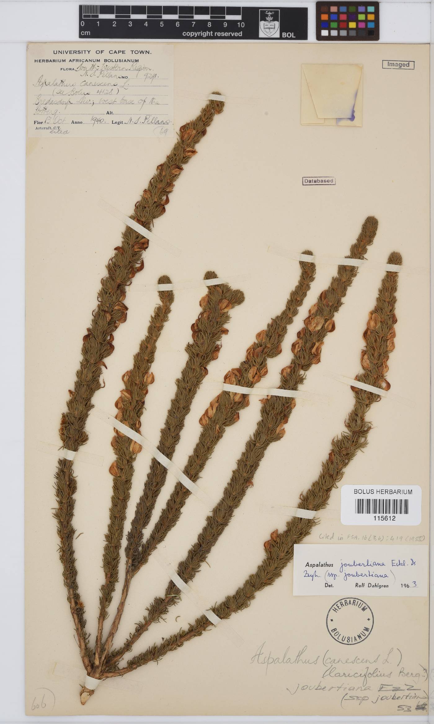 Aspalathus joubertiana image