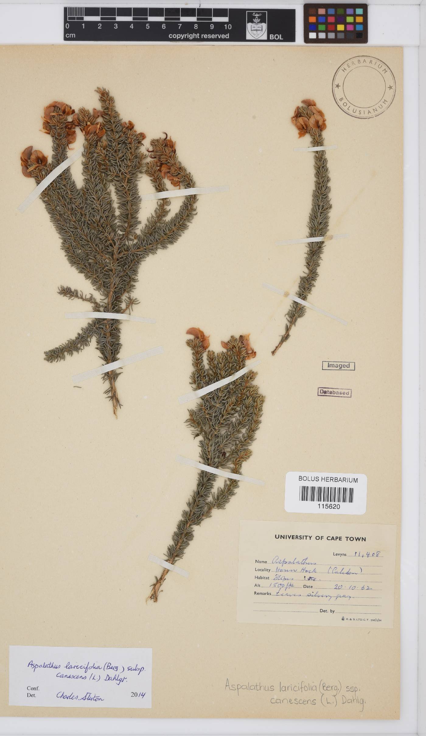 Aspalathus laricifolia subsp. canescens image