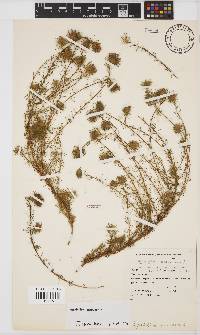 Aspalathus araneosa image