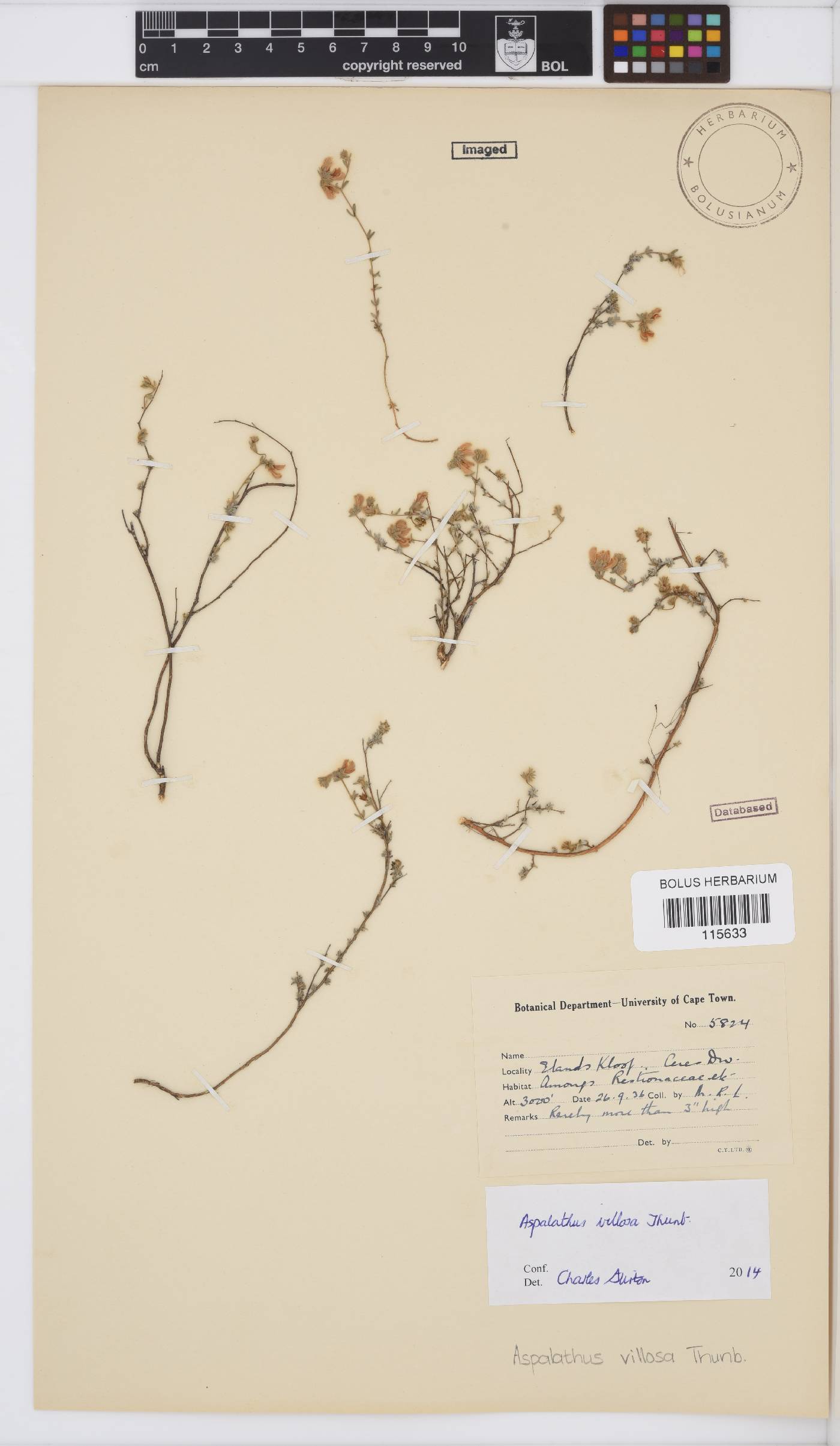 Aspalathus villosa image