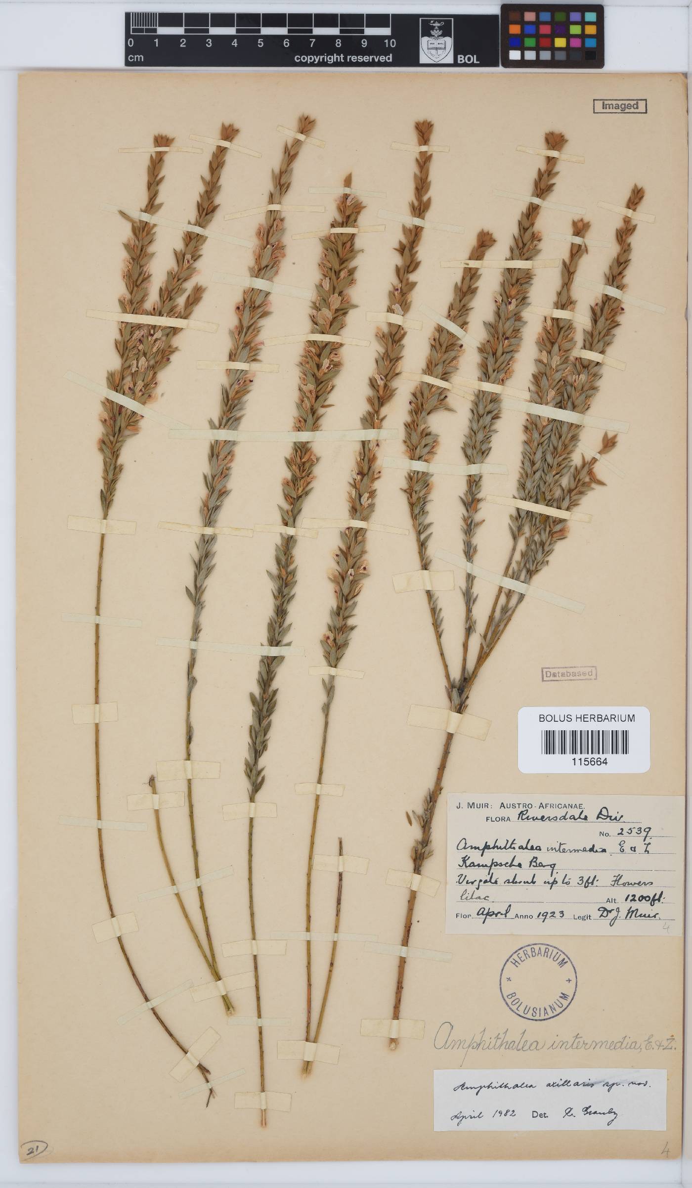 Amphithalea axillaris image
