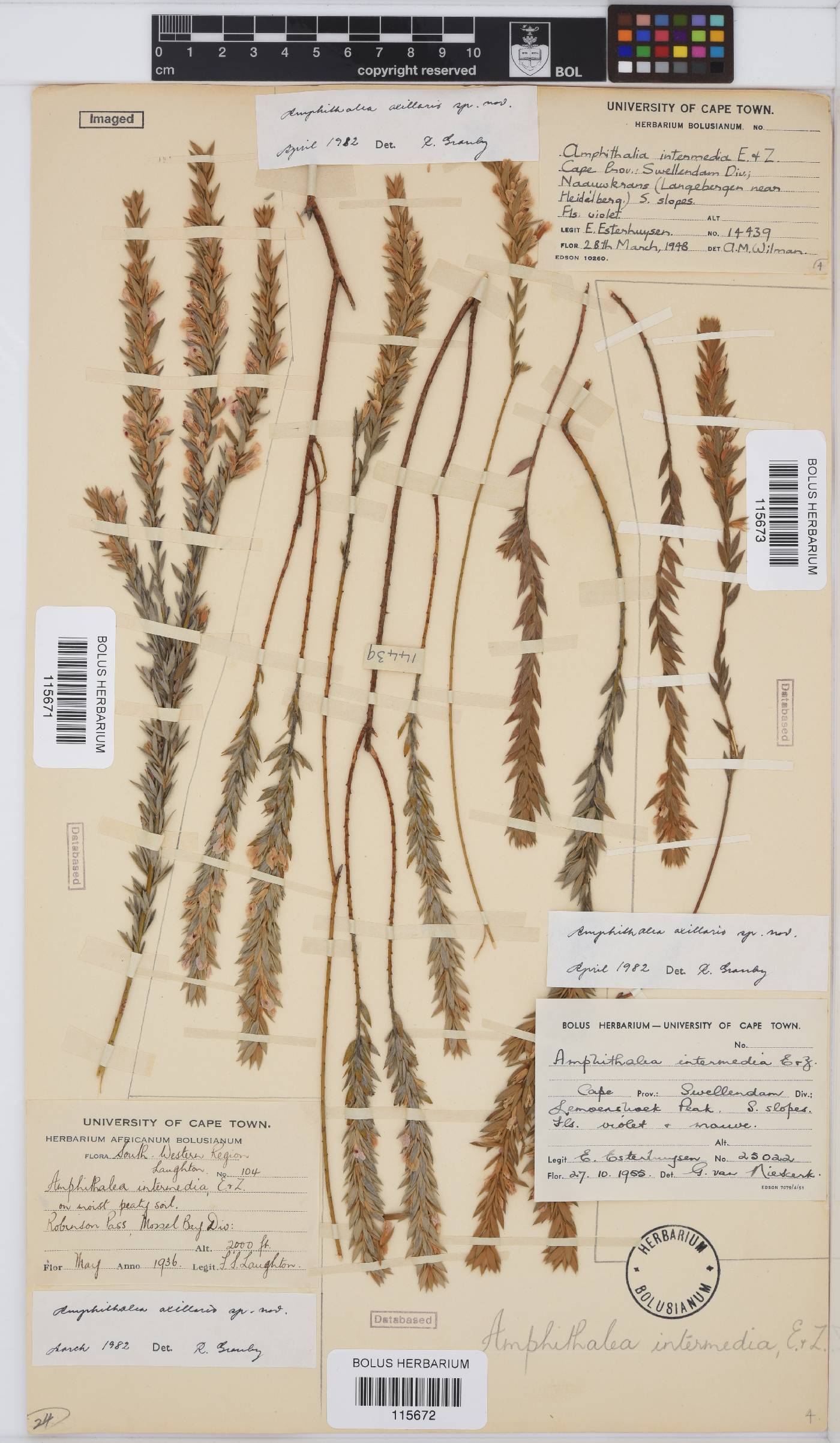 Amphithalea axillaris image