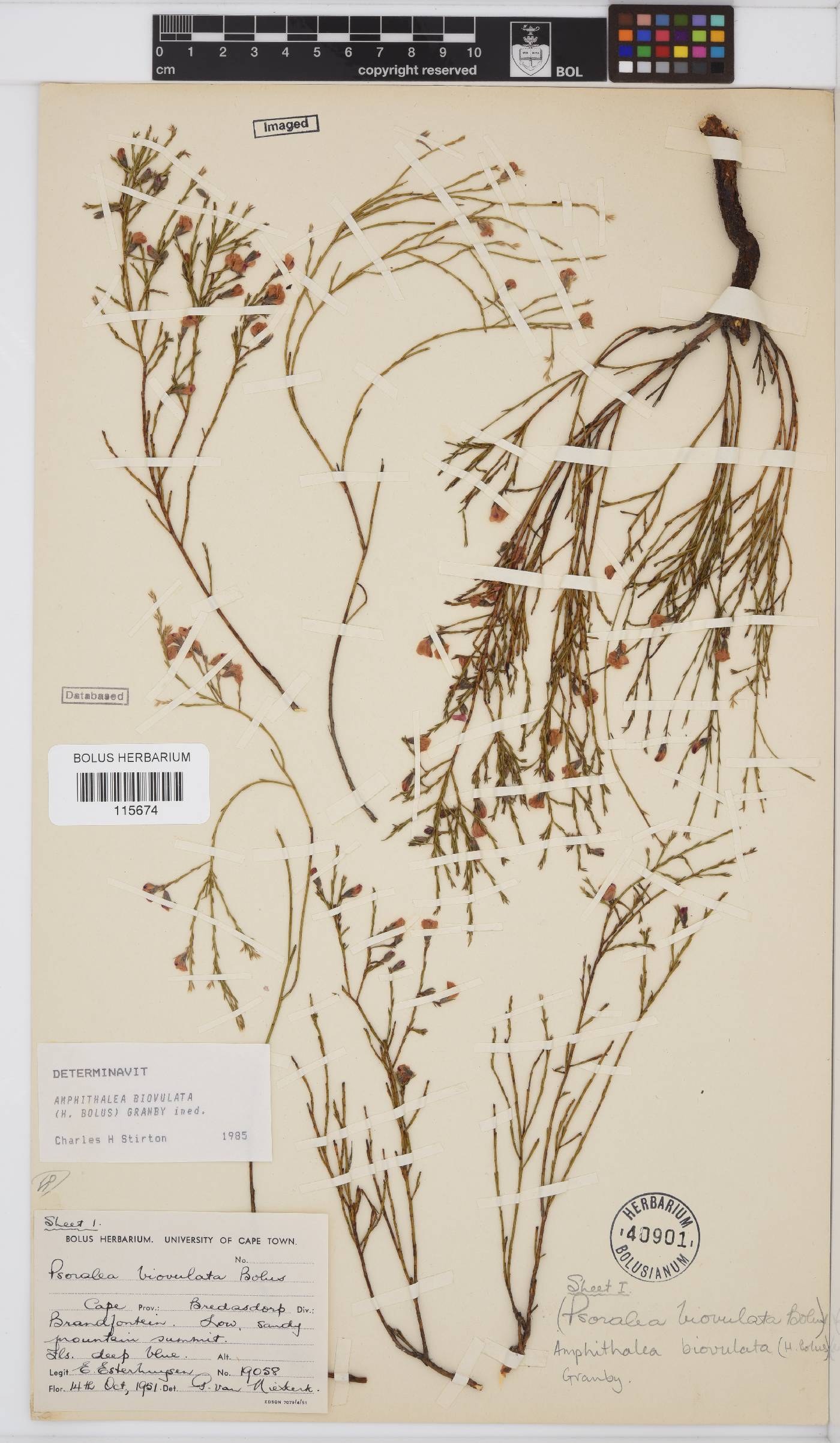 Amphithalea biovulata image