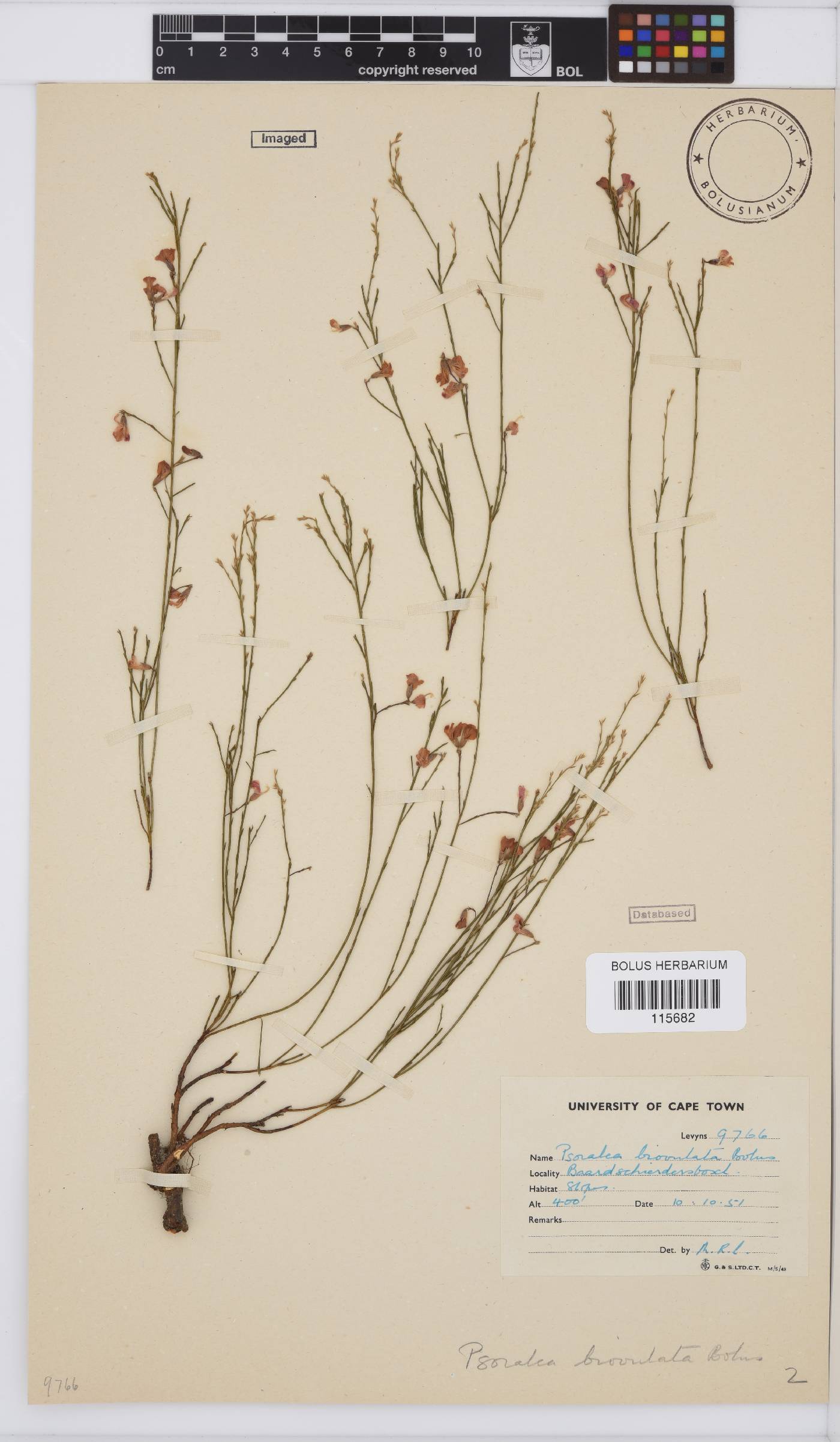 Amphithalea biovulata image