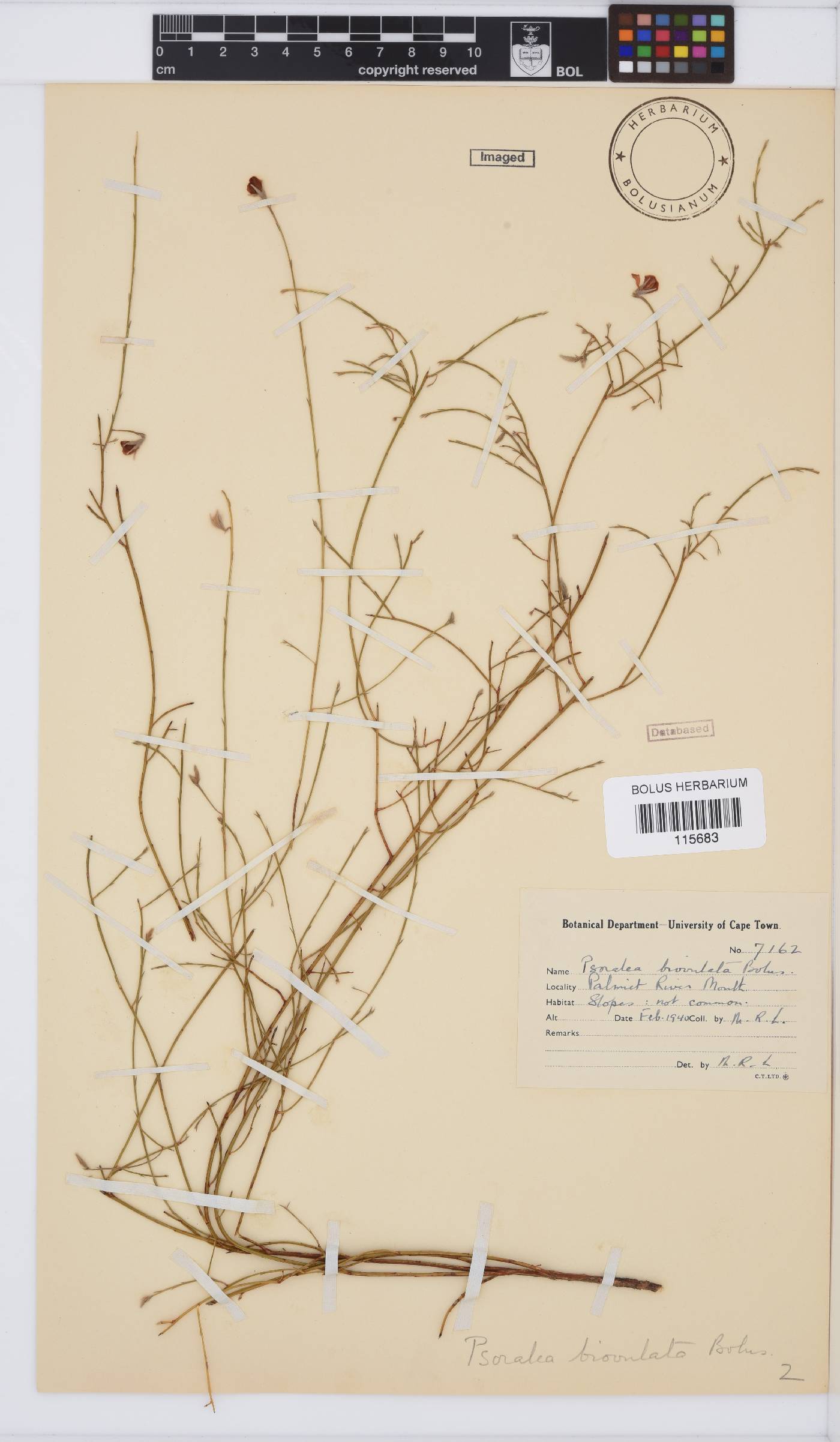Amphithalea biovulata image