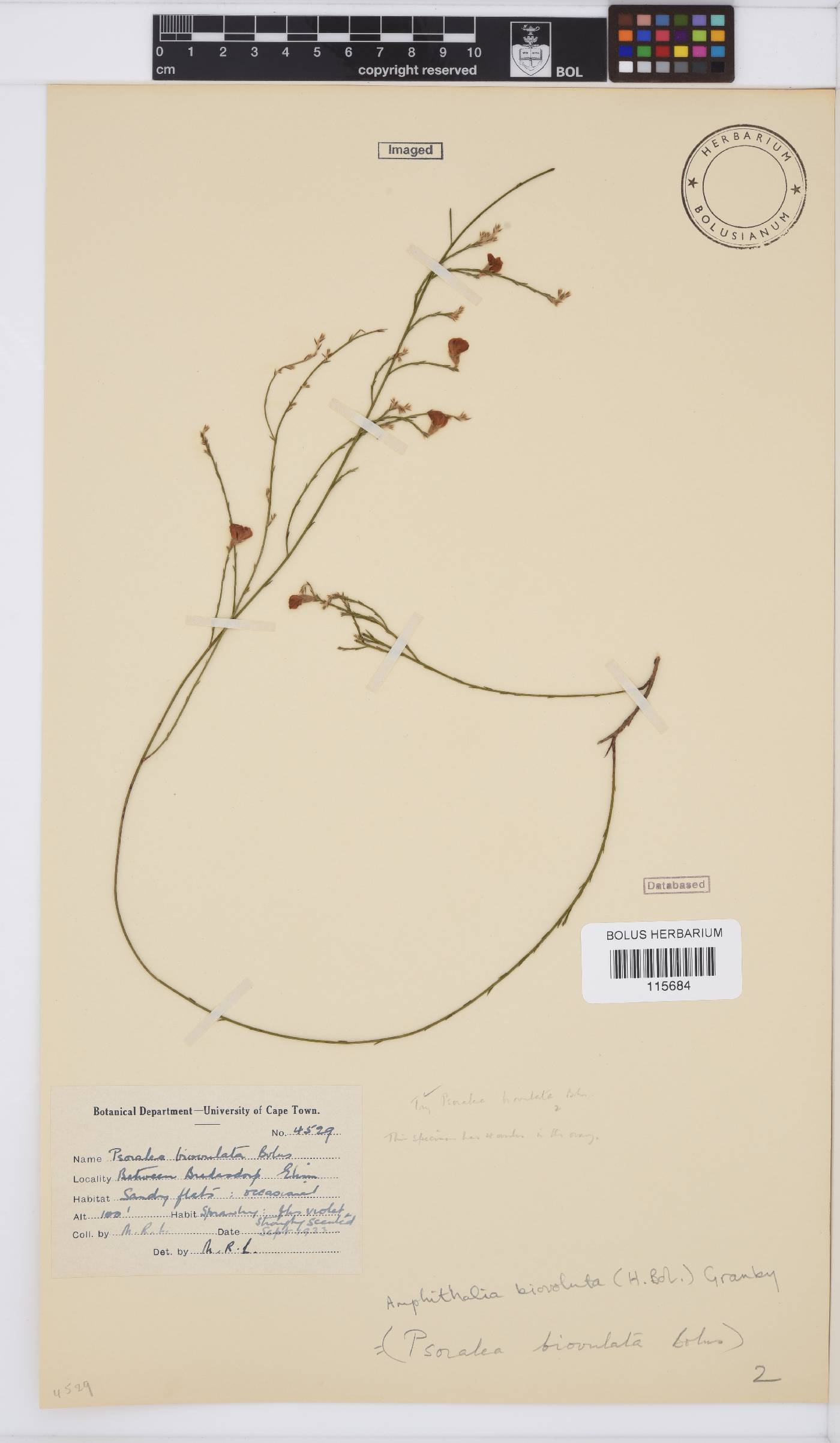 Amphithalea biovulata image