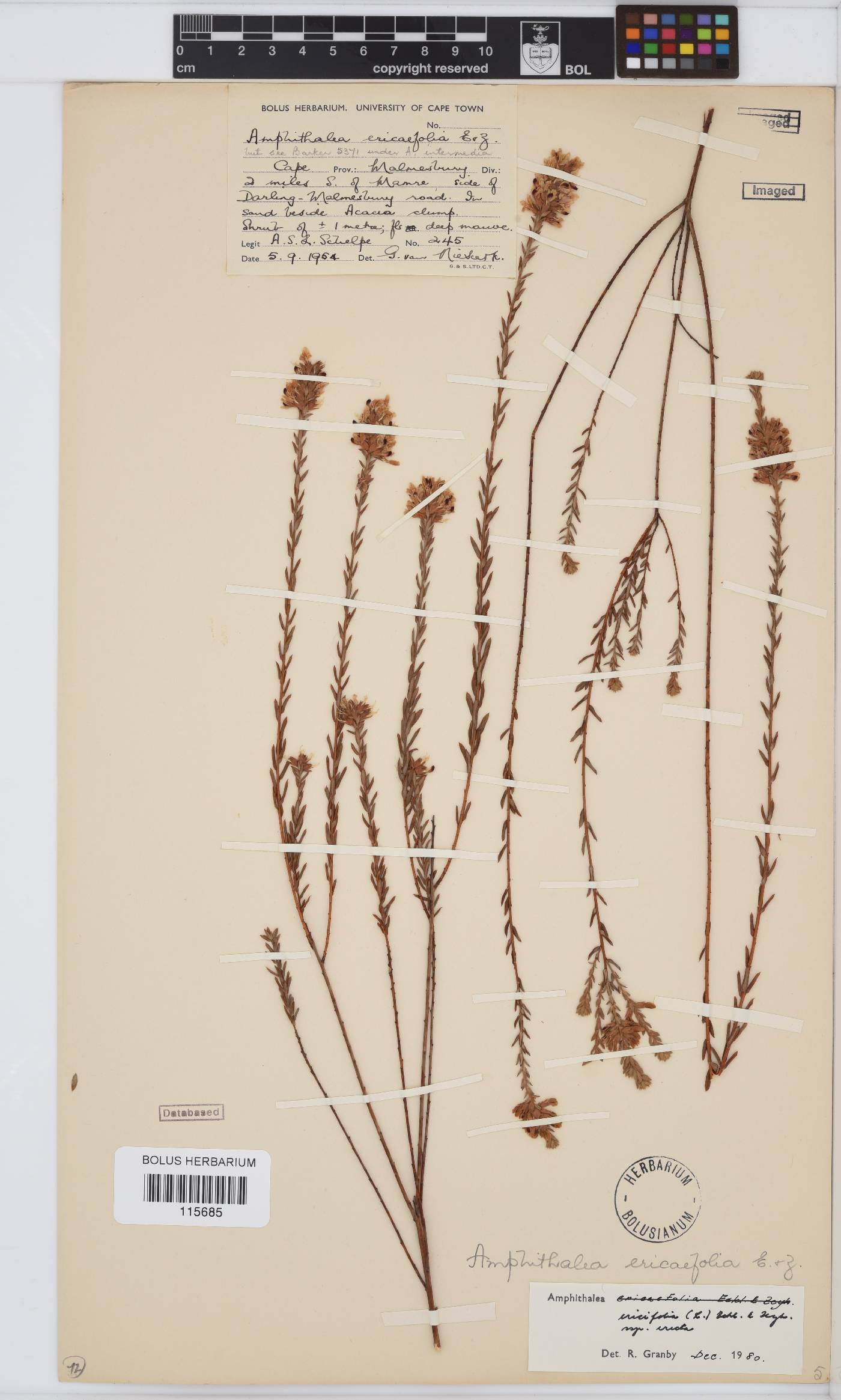 Amphithalea ericifolia subsp. erecta image