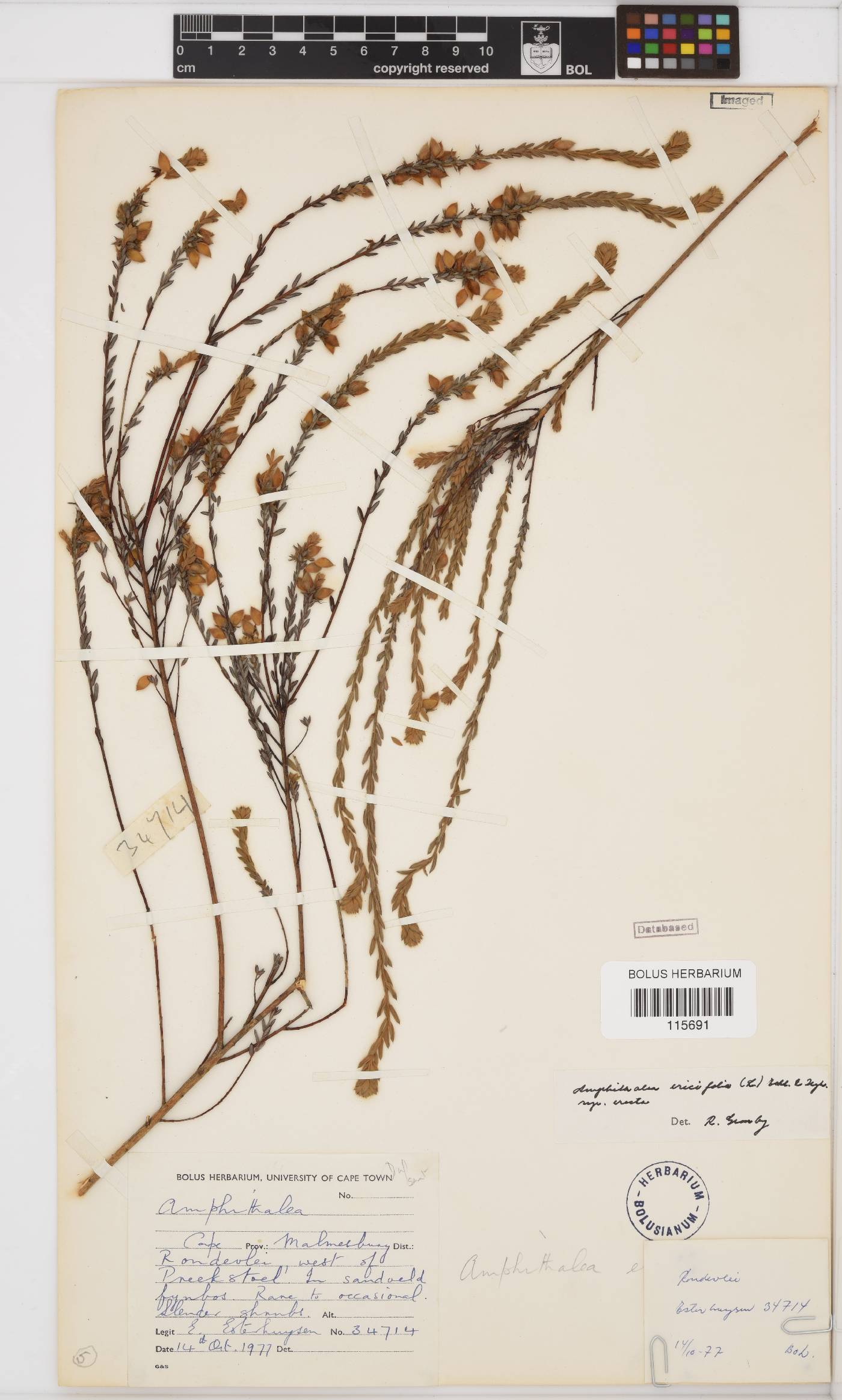 Amphithalea ericifolia subsp. erecta image