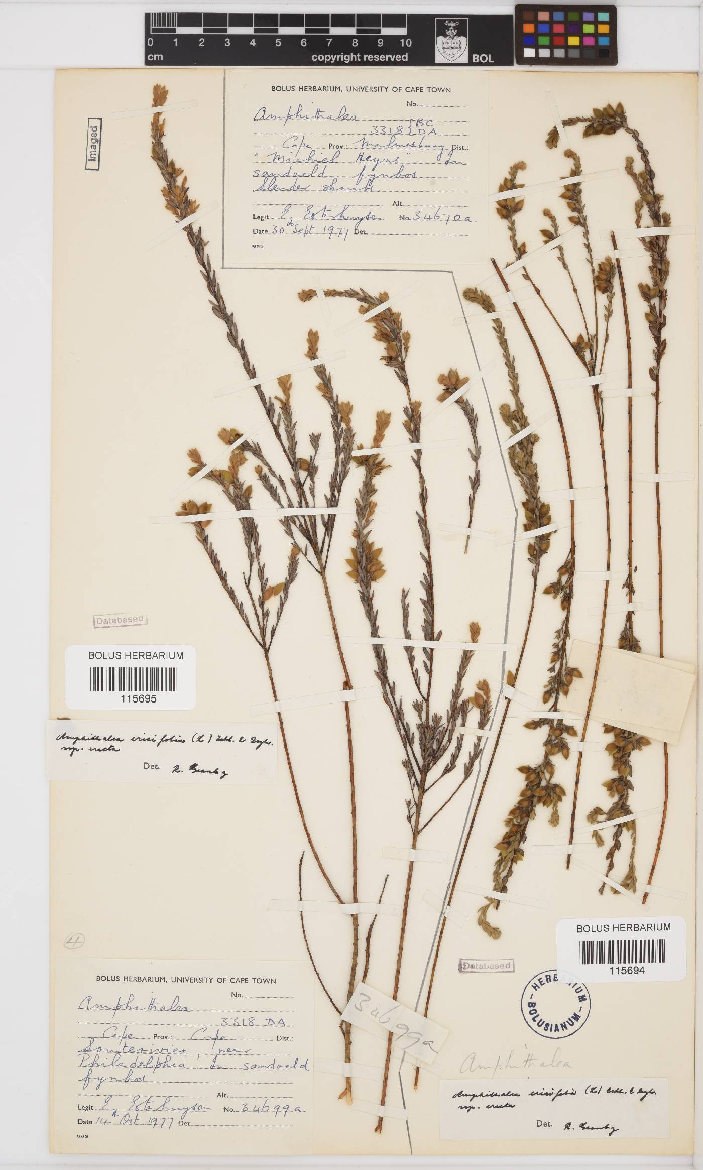 Amphithalea image