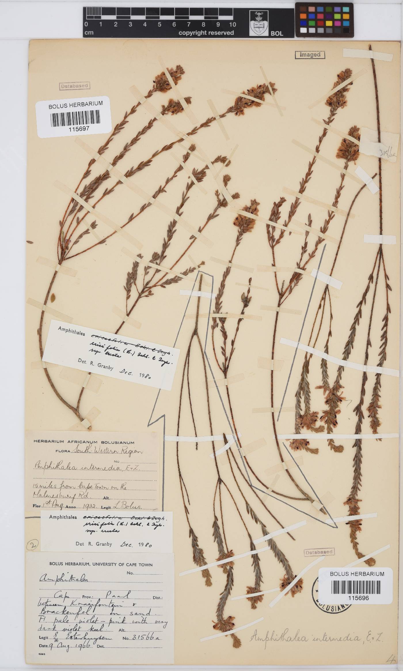 Amphithalea ericifolia subsp. erecta image
