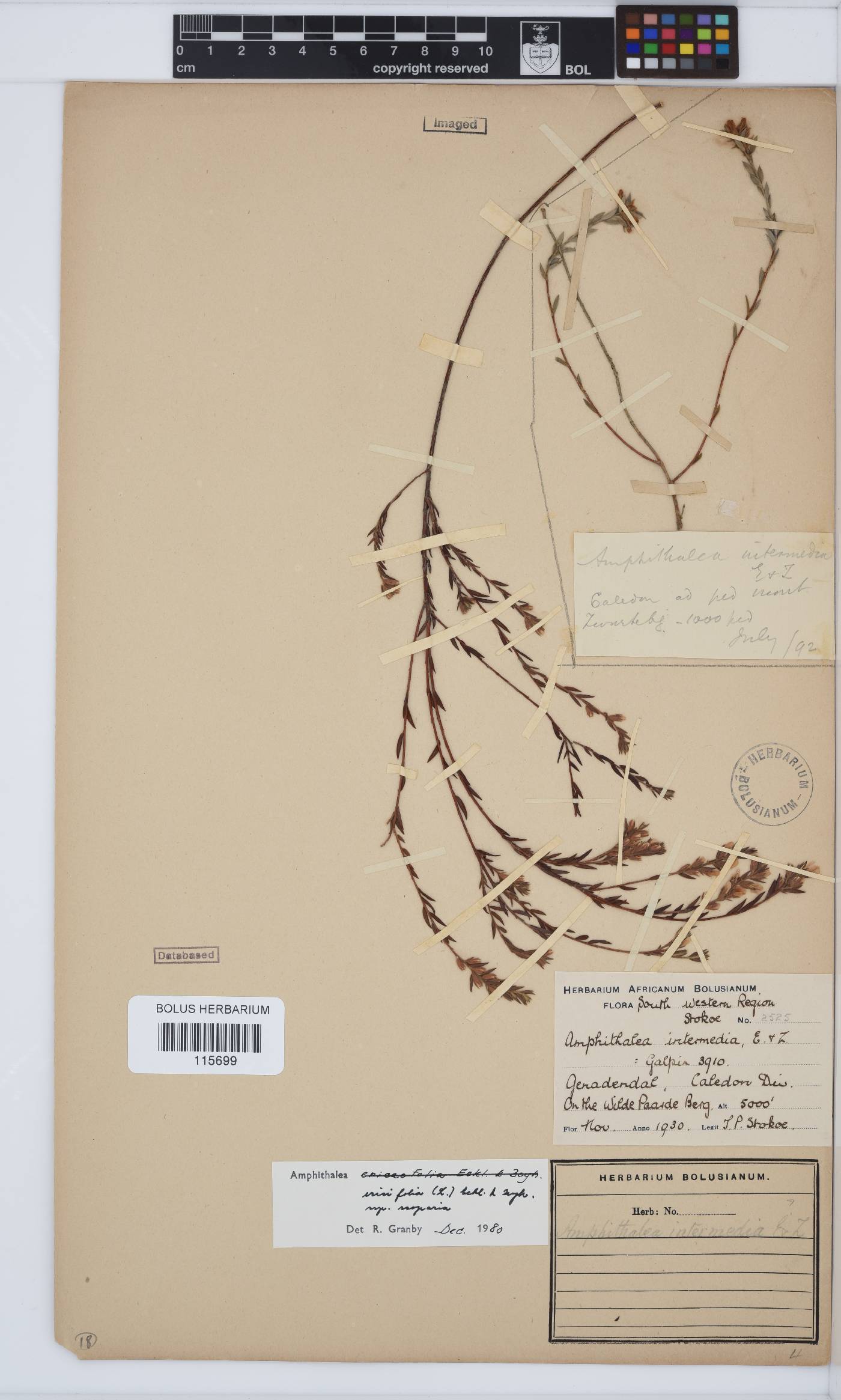 Amphithalea ericifolia subsp. scoparia image