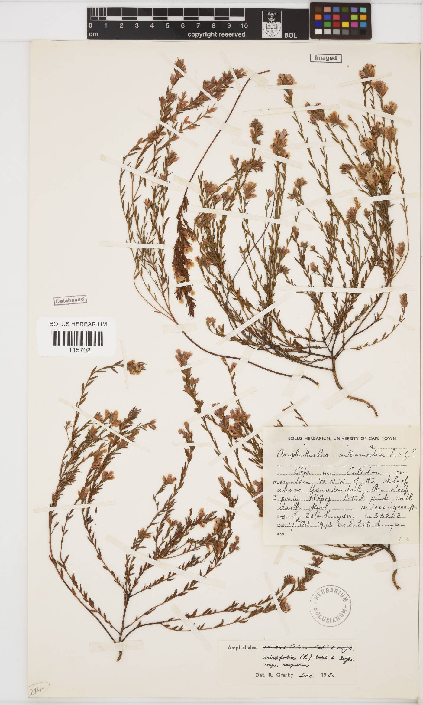Amphithalea ericifolia subsp. scoparia image