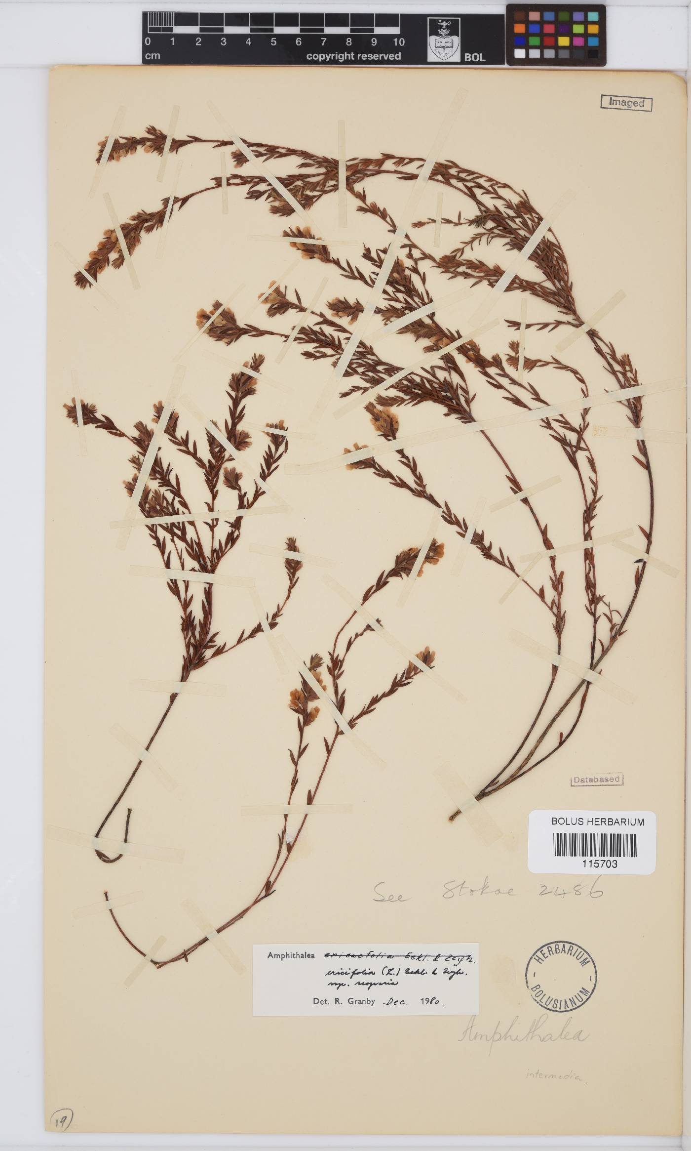Amphithalea ericifolia subsp. scoparia image