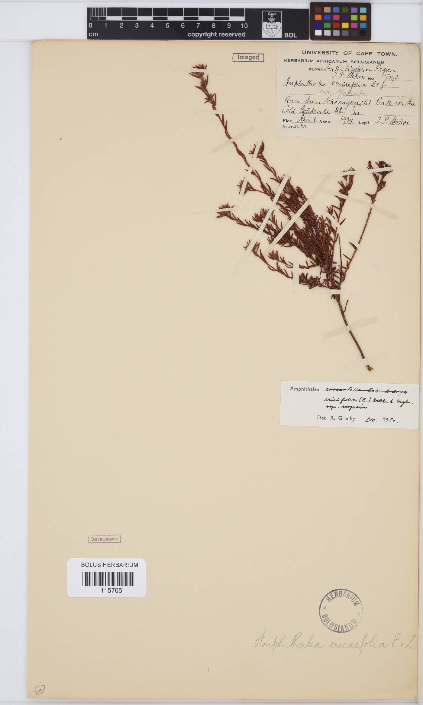 Amphithalea ericifolia subsp. scoparia image