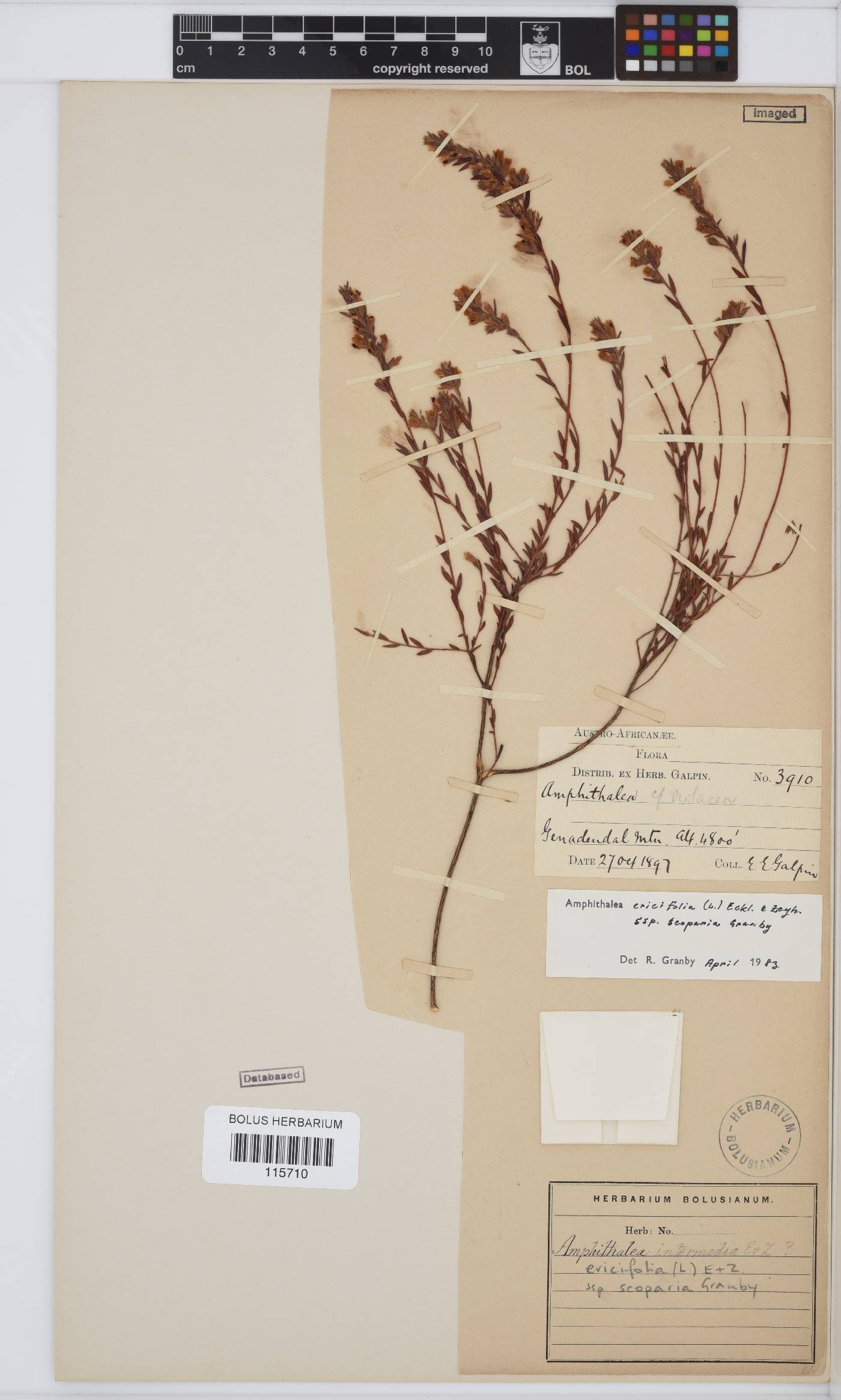 Amphithalea ericifolia subsp. scoparia image