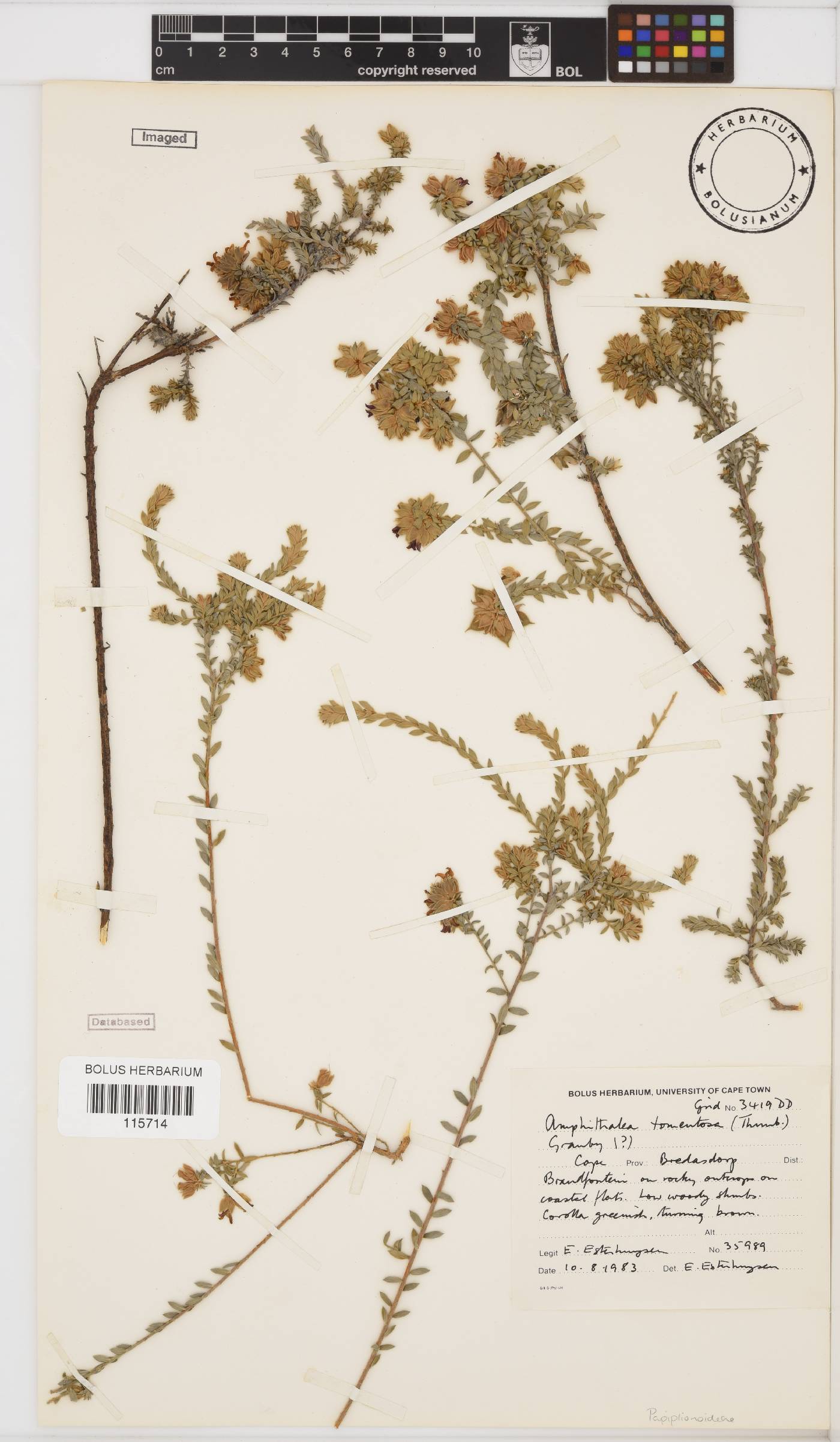 Amphithalea tomentosa image