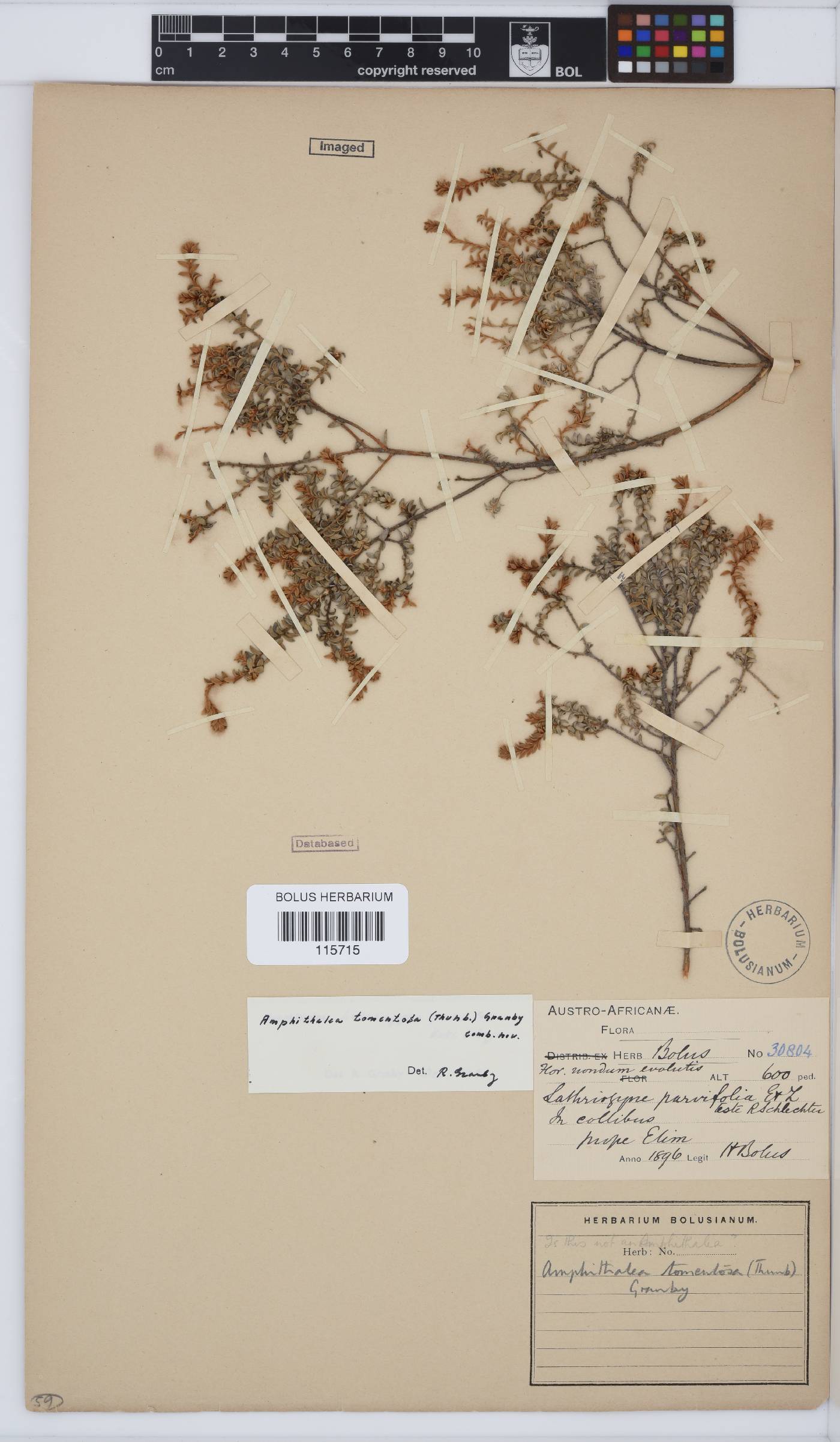 Amphithalea tomentosa image