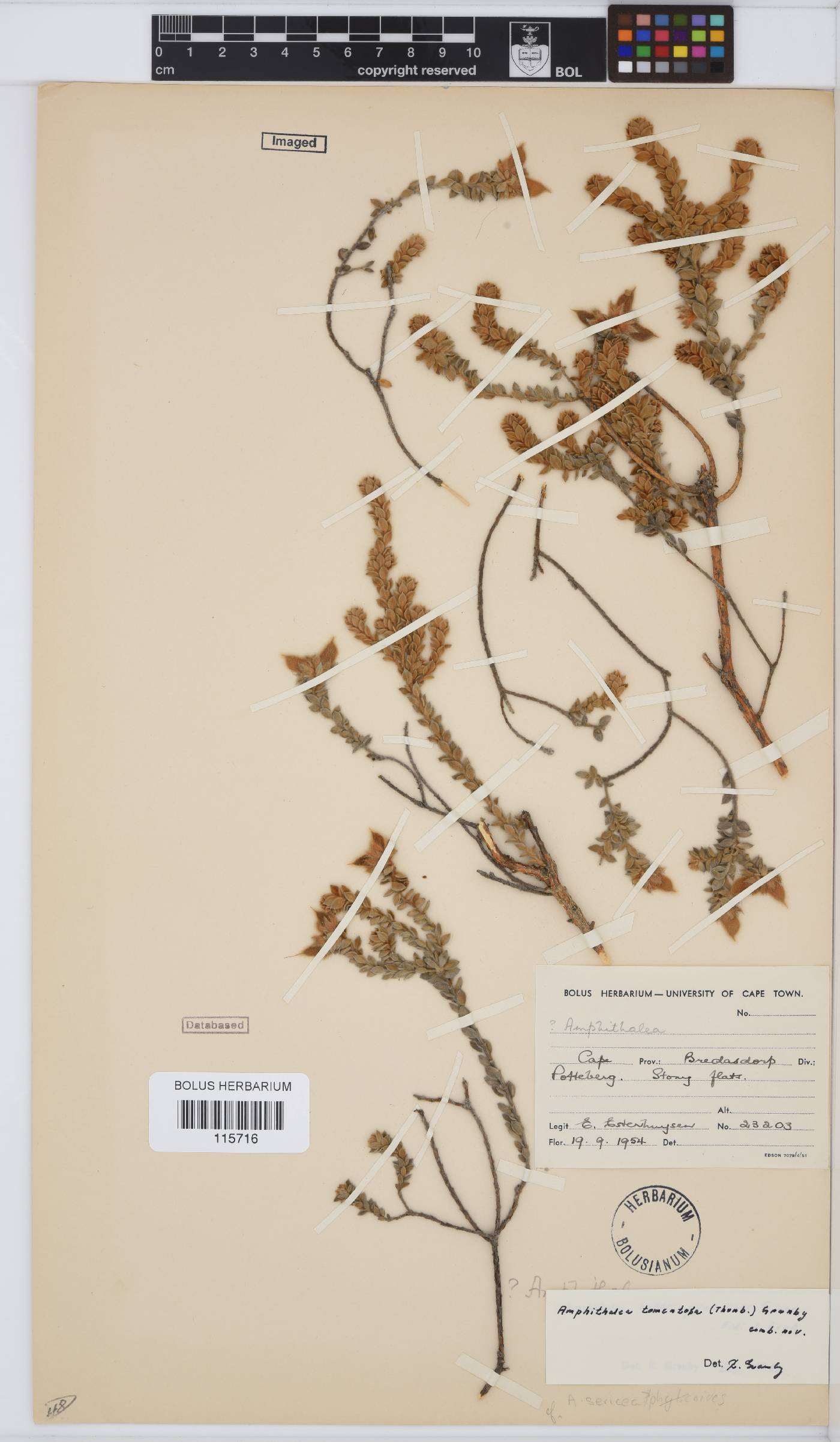 Amphithalea tomentosa image