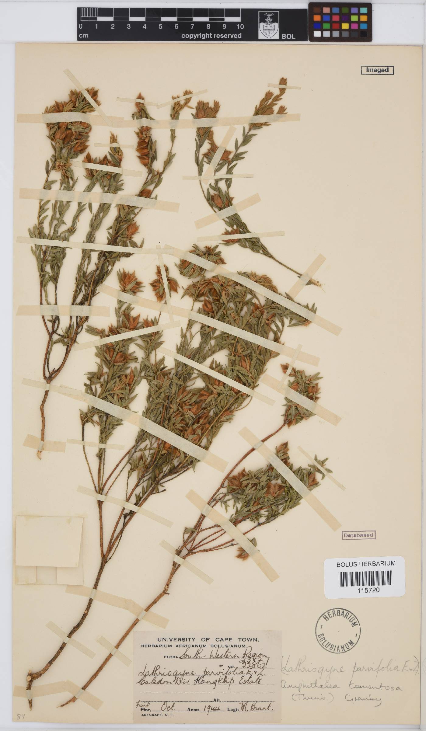 Amphithalea tomentosa image