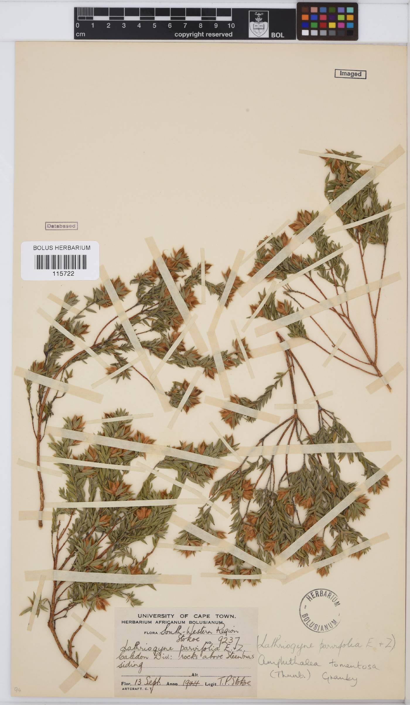 Amphithalea tomentosa image