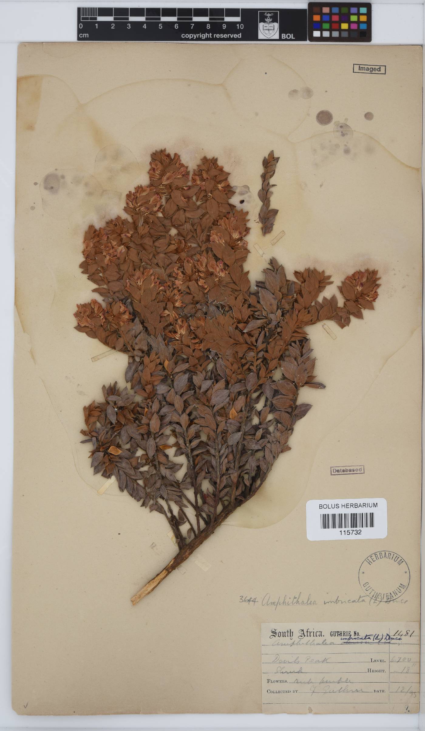 Amphithalea image