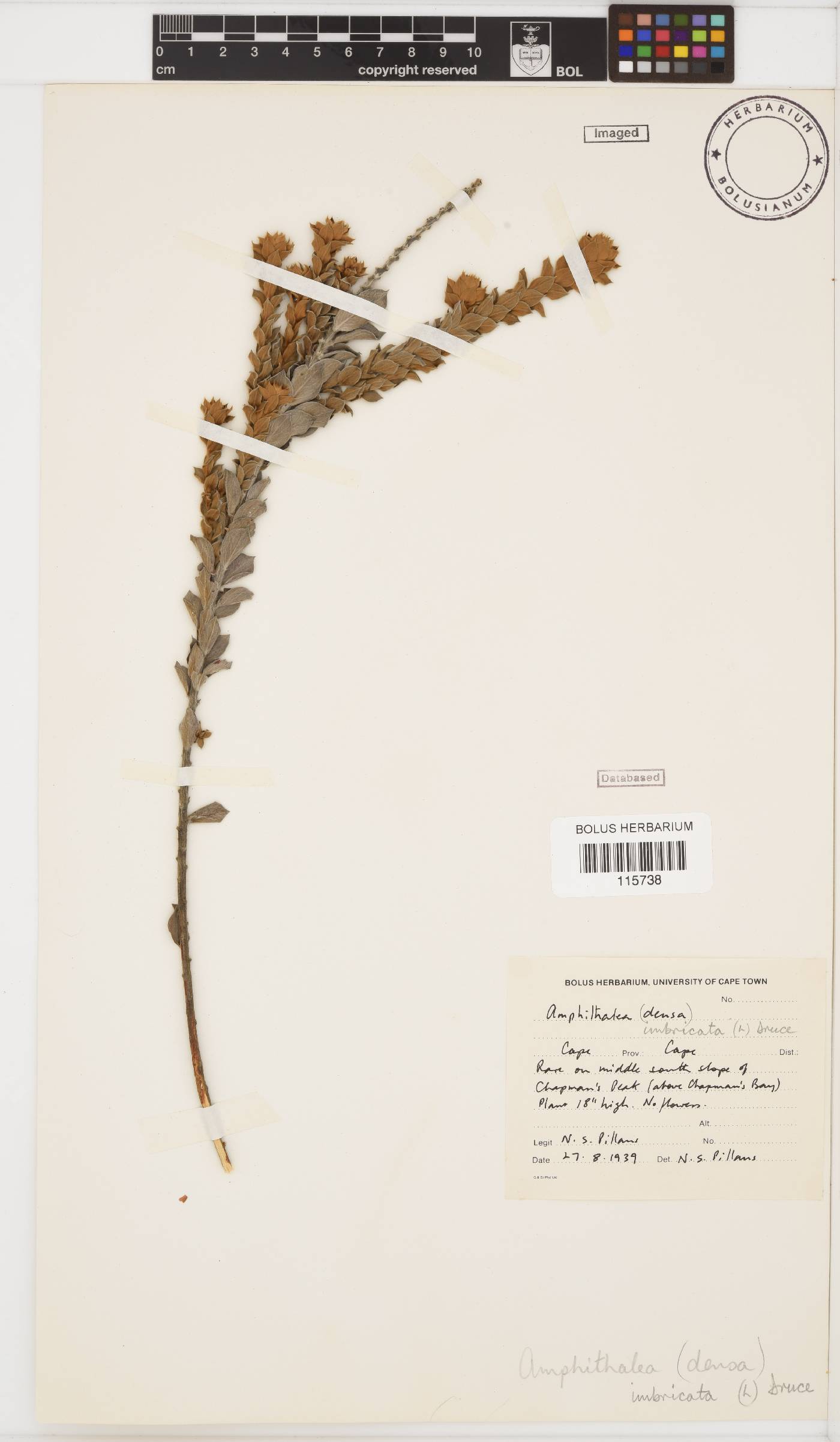 Amphithalea imbricata image