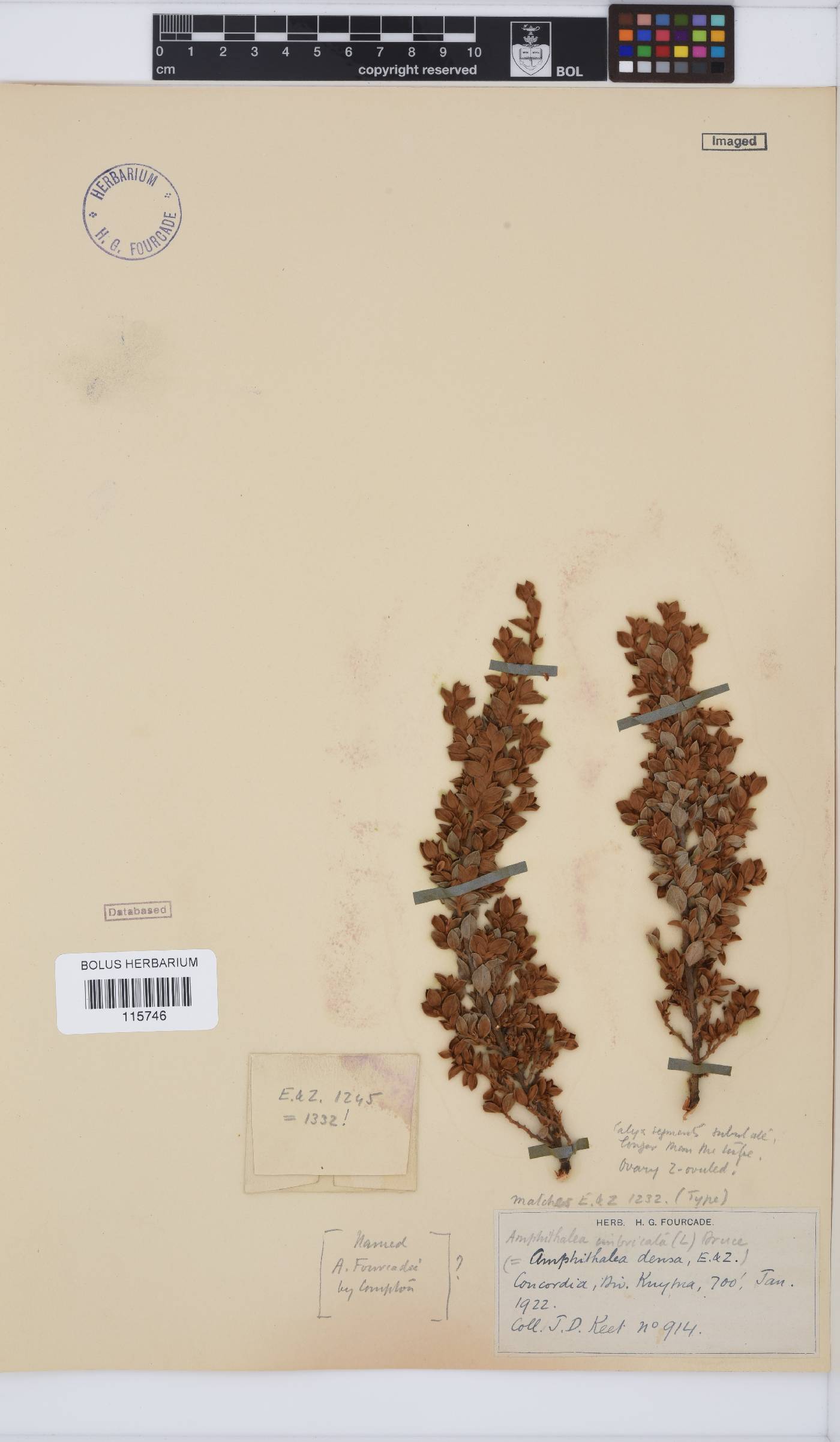 Amphithalea imbricata image