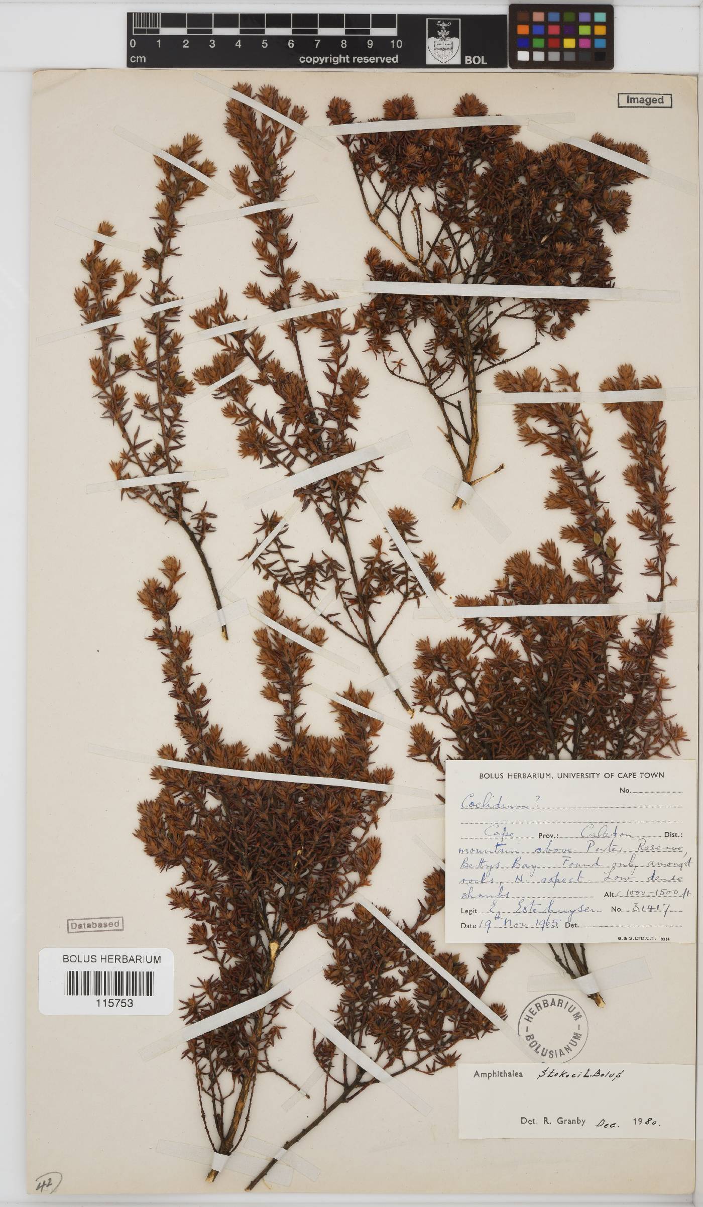 Amphithalea stokoei image