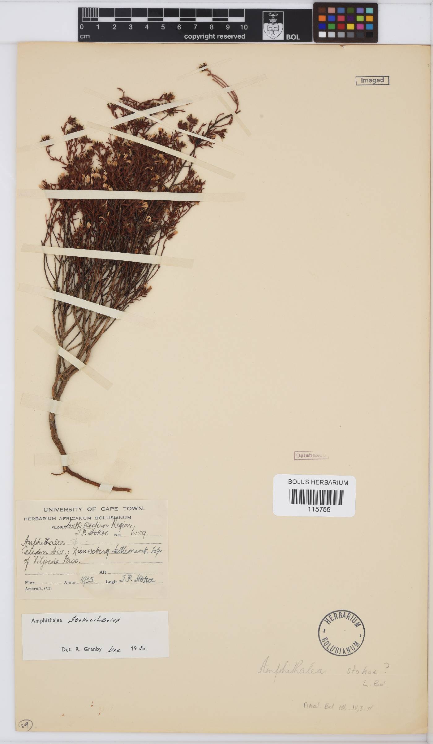 Amphithalea stokoei image