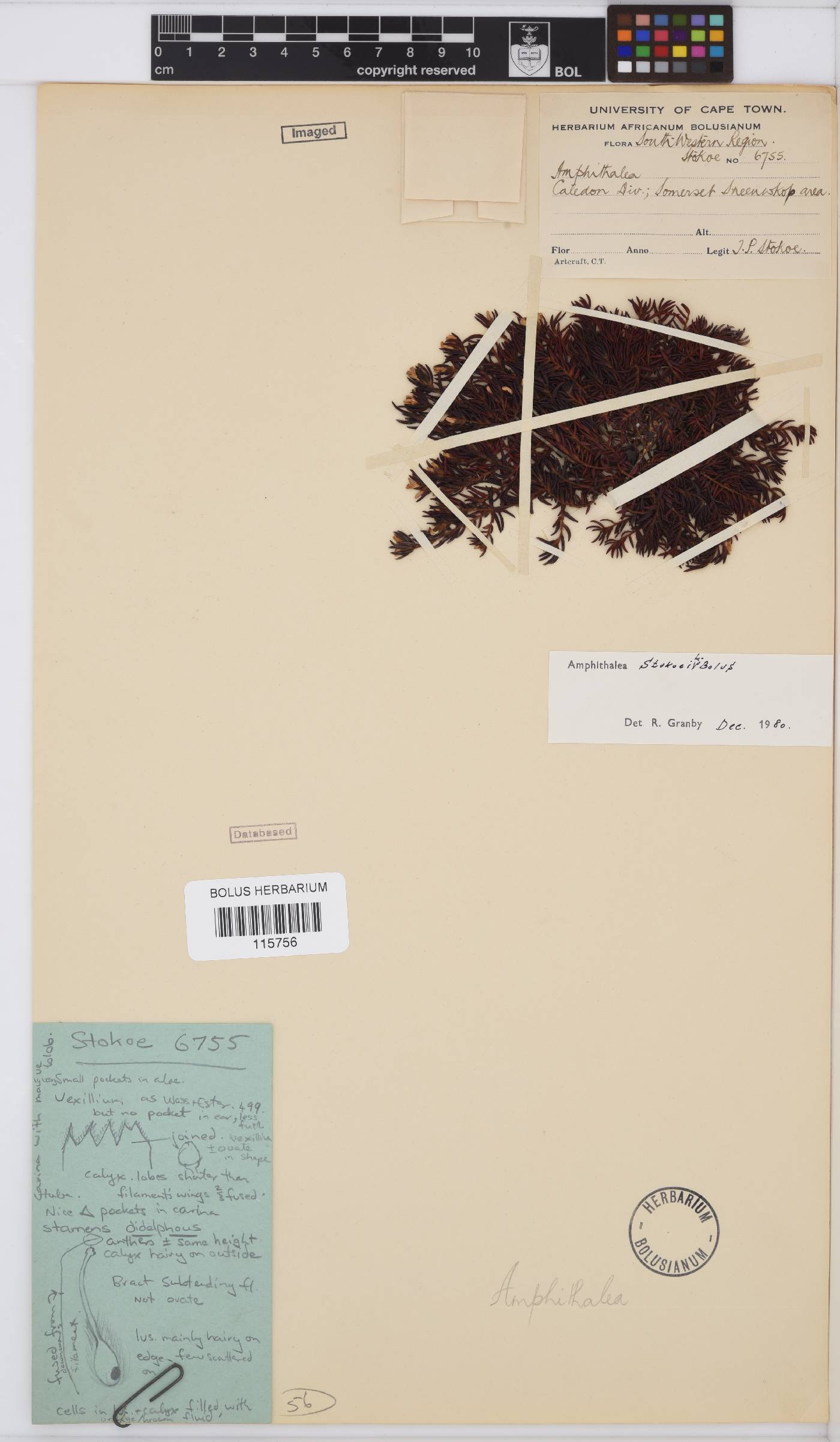 Amphithalea stokoei image