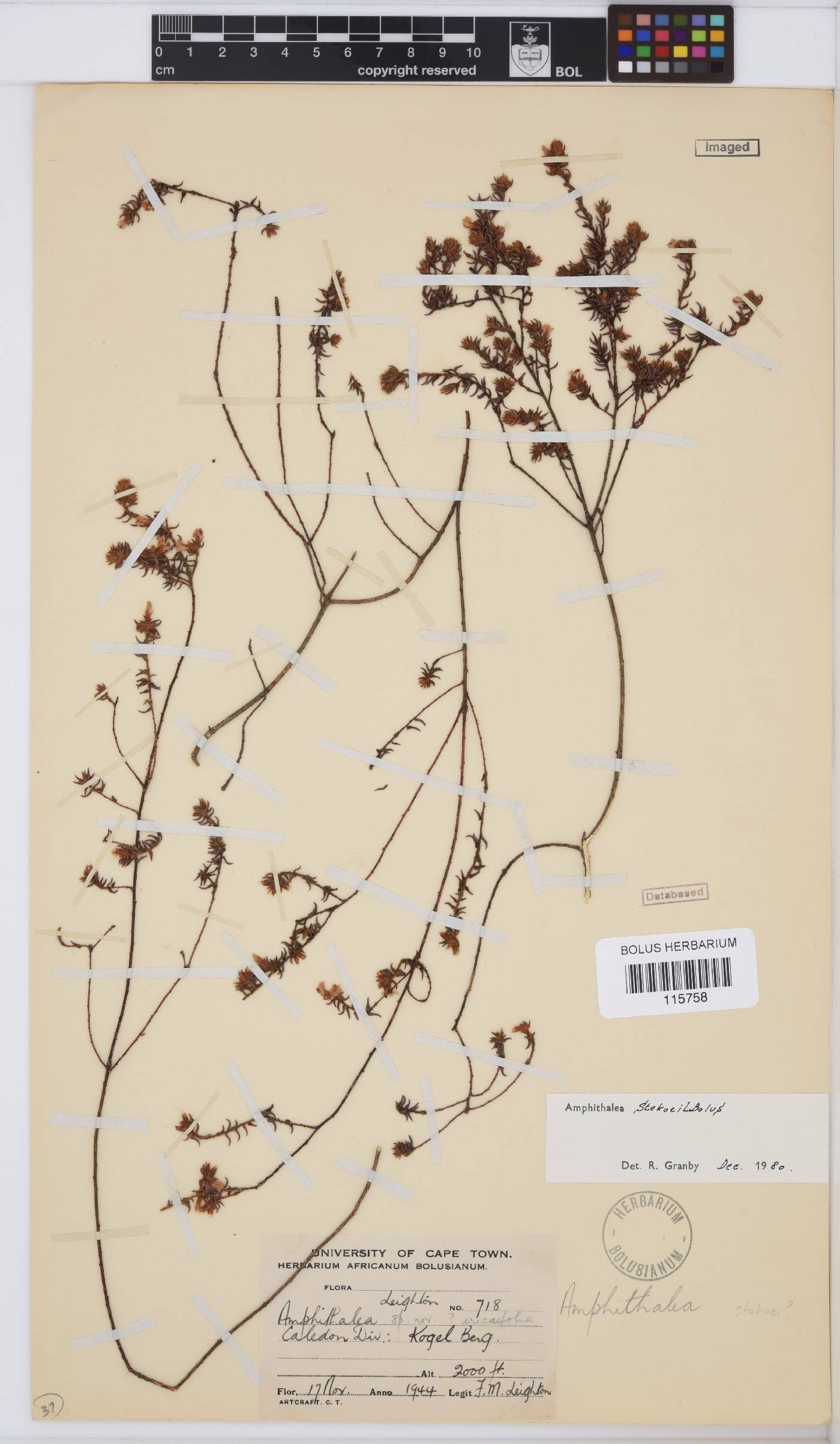 Amphithalea stokoei image